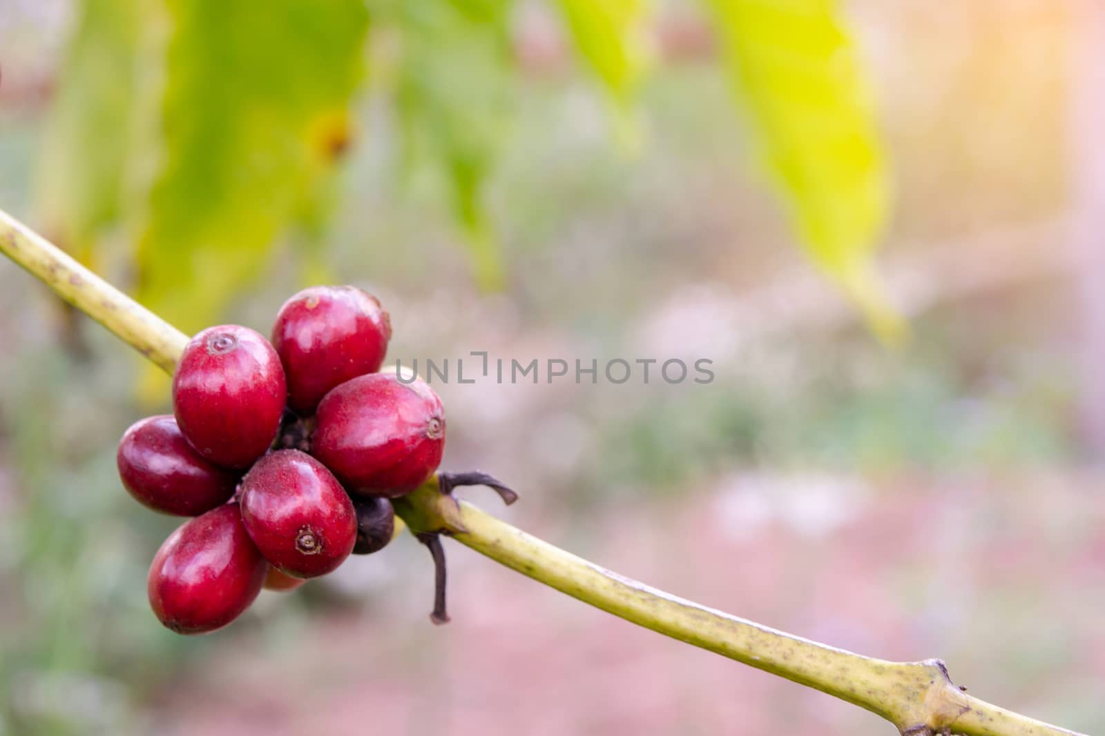 Coffee beans ripening, fresh coffee beans on coffee tree