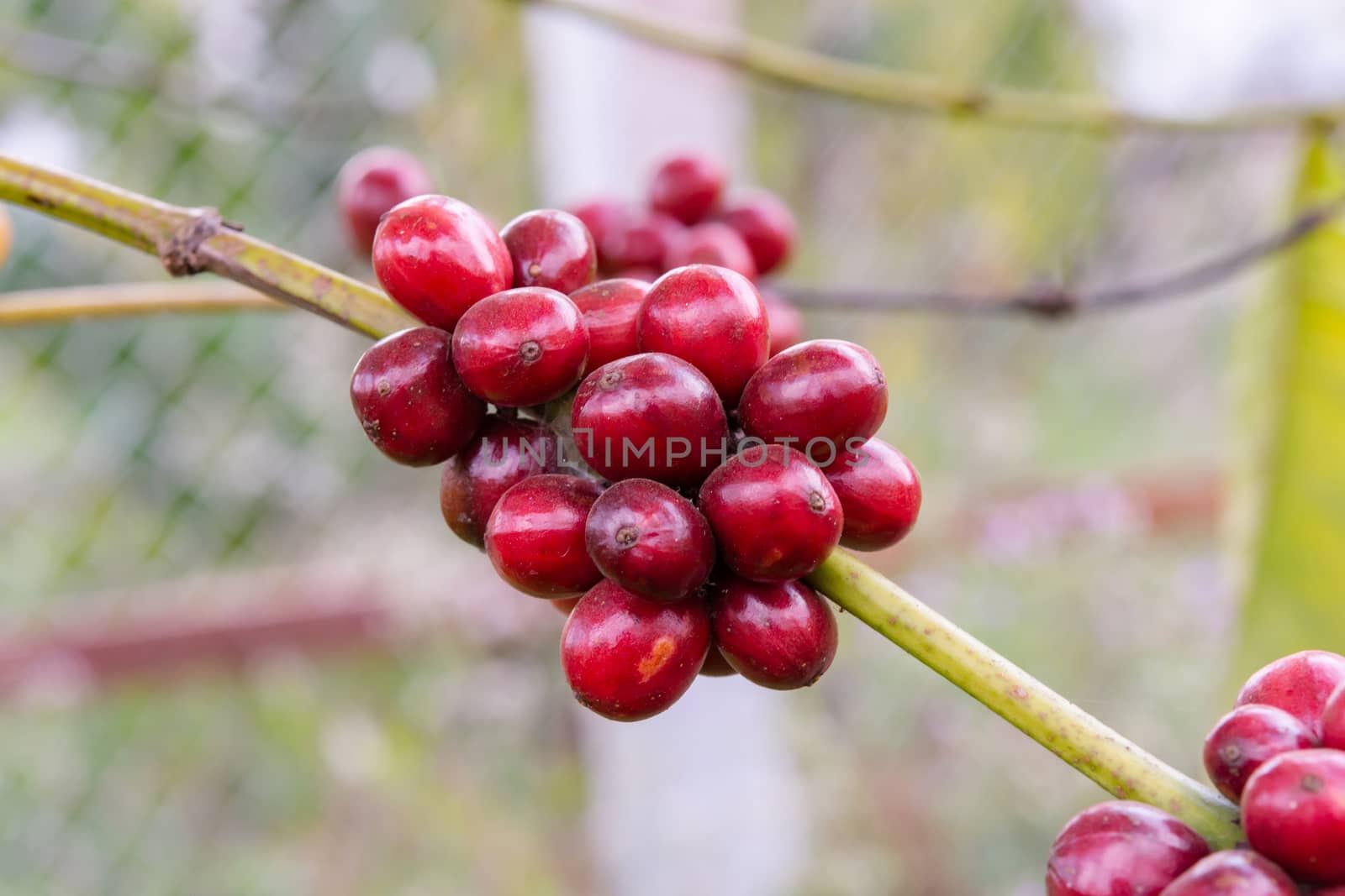 Coffee beans ripening, fresh coffee beans on coffee tree