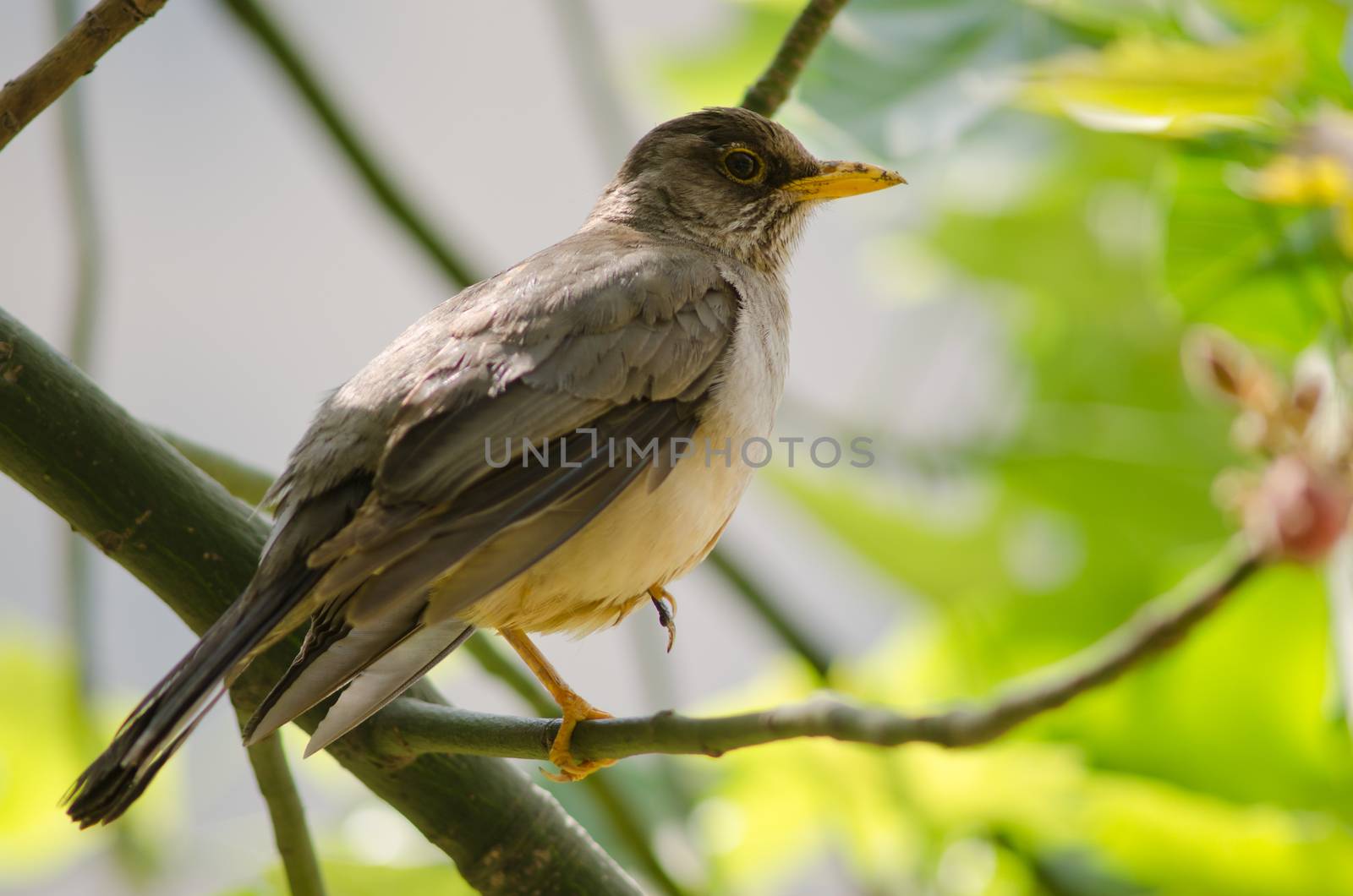 Magellan thrush Turdus falcklandii magellanicus on a branch. by VictorSuarez