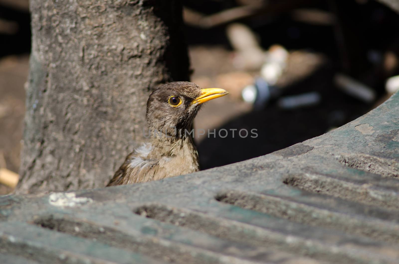 Magellan thrush Turdus falcklandii magellanicus in a parterre. by VictorSuarez