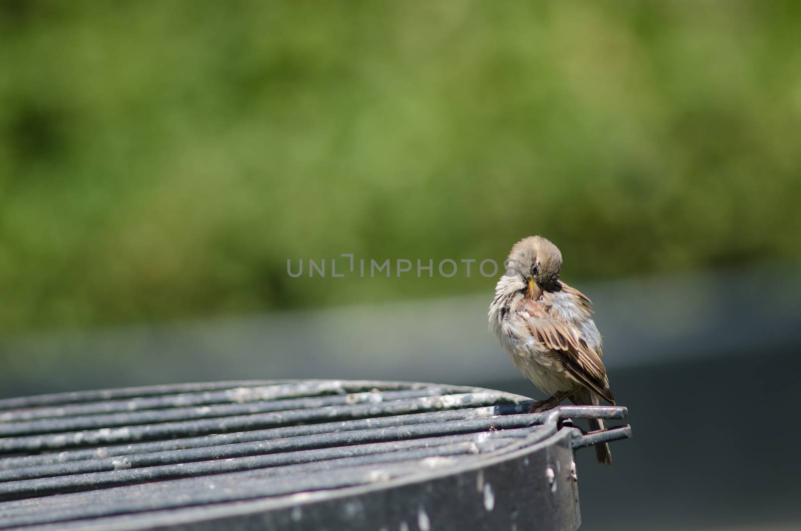 House sparrow Passer domesticus . Female preening. Arm Square. Santiago de Chile. Chile.