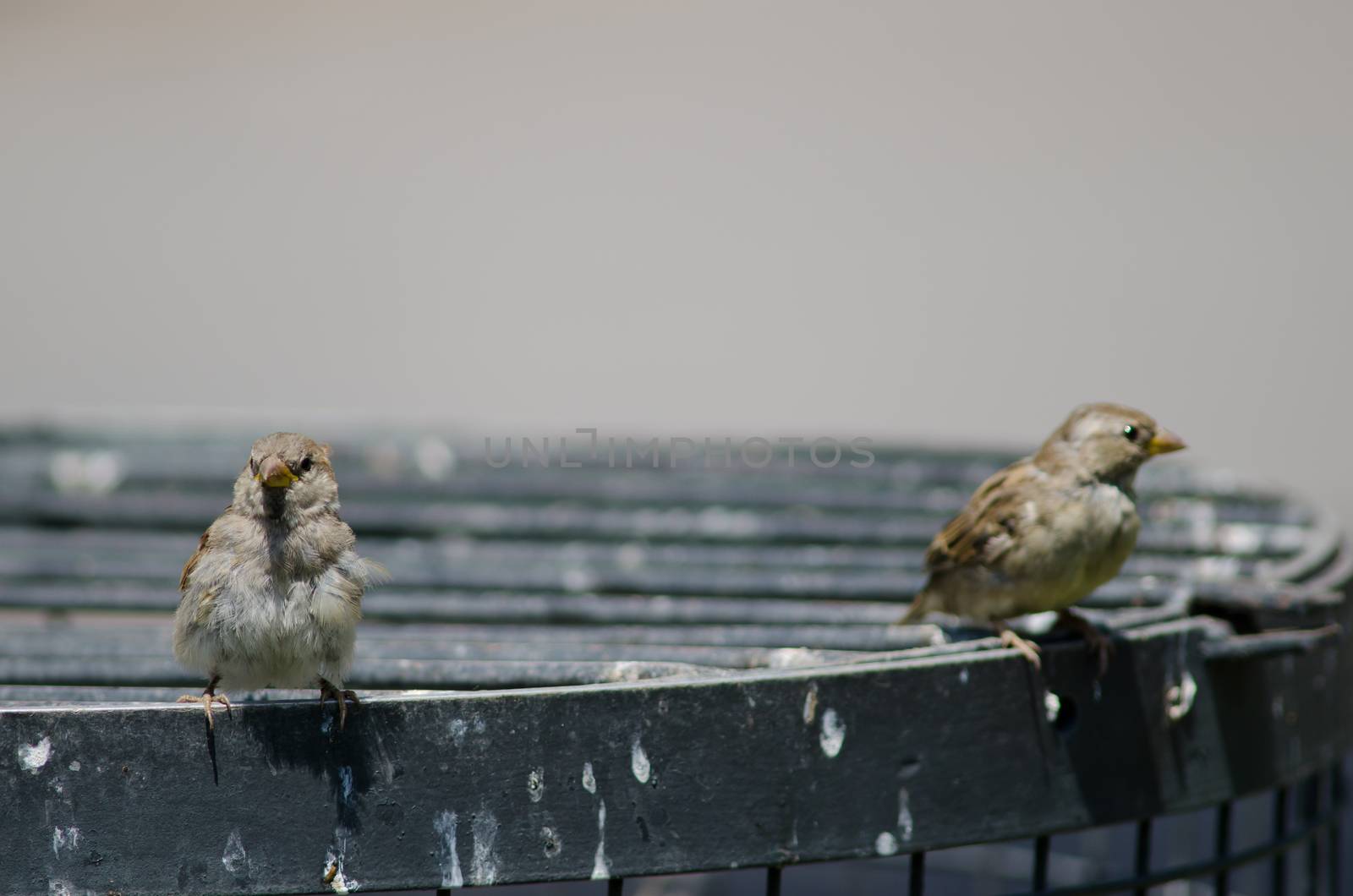House sparrows Passer domesticus . Females. Arm Square. Santiago de Chile. Chile.
