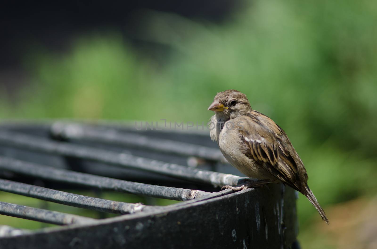 House sparrow in the Arm Square of Santiago de Chile. by VictorSuarez