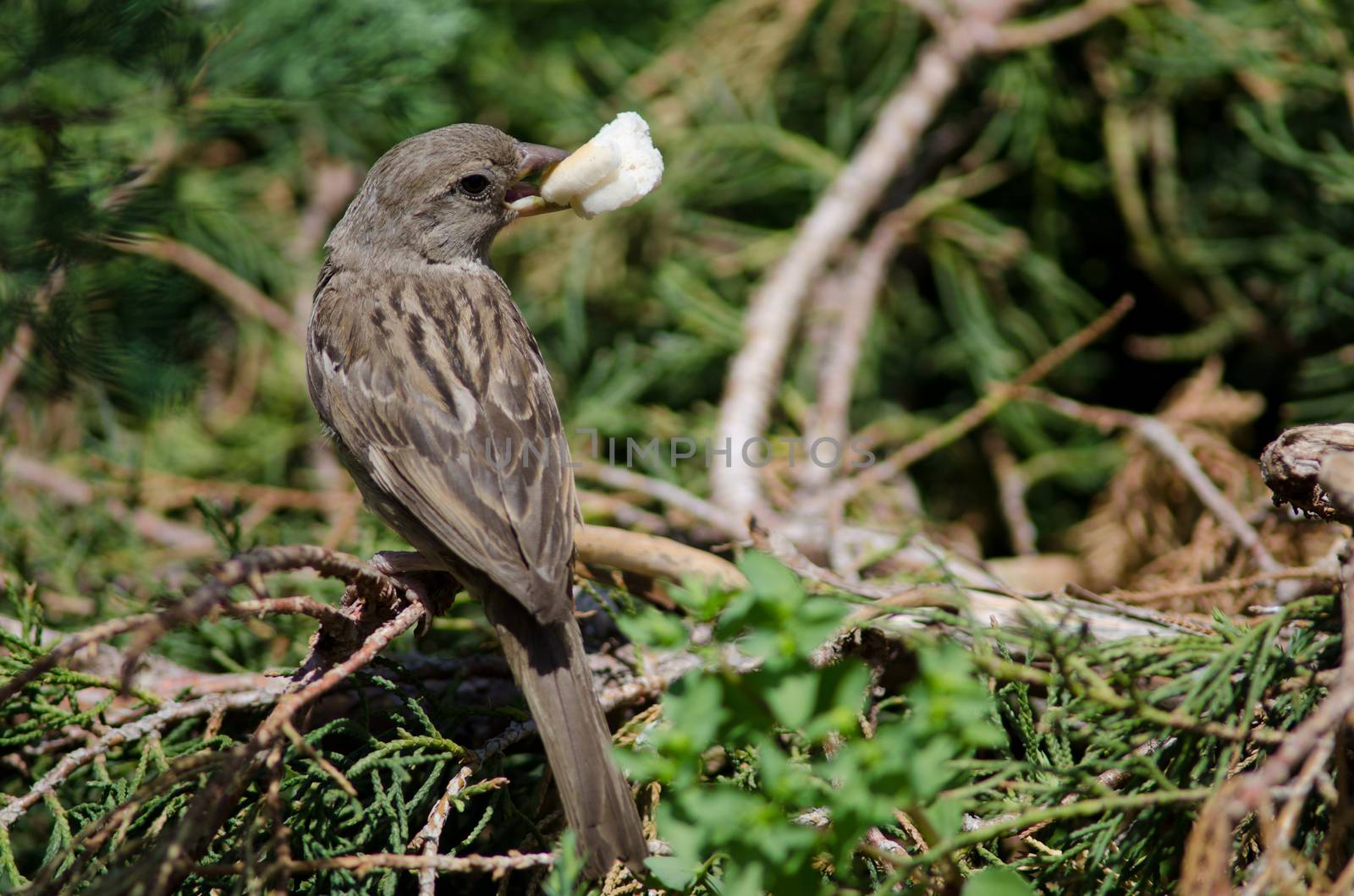 House sparrow Passer domesticus . Female with a bread crumb. Arm Square. Santiago de Chile. Chile.