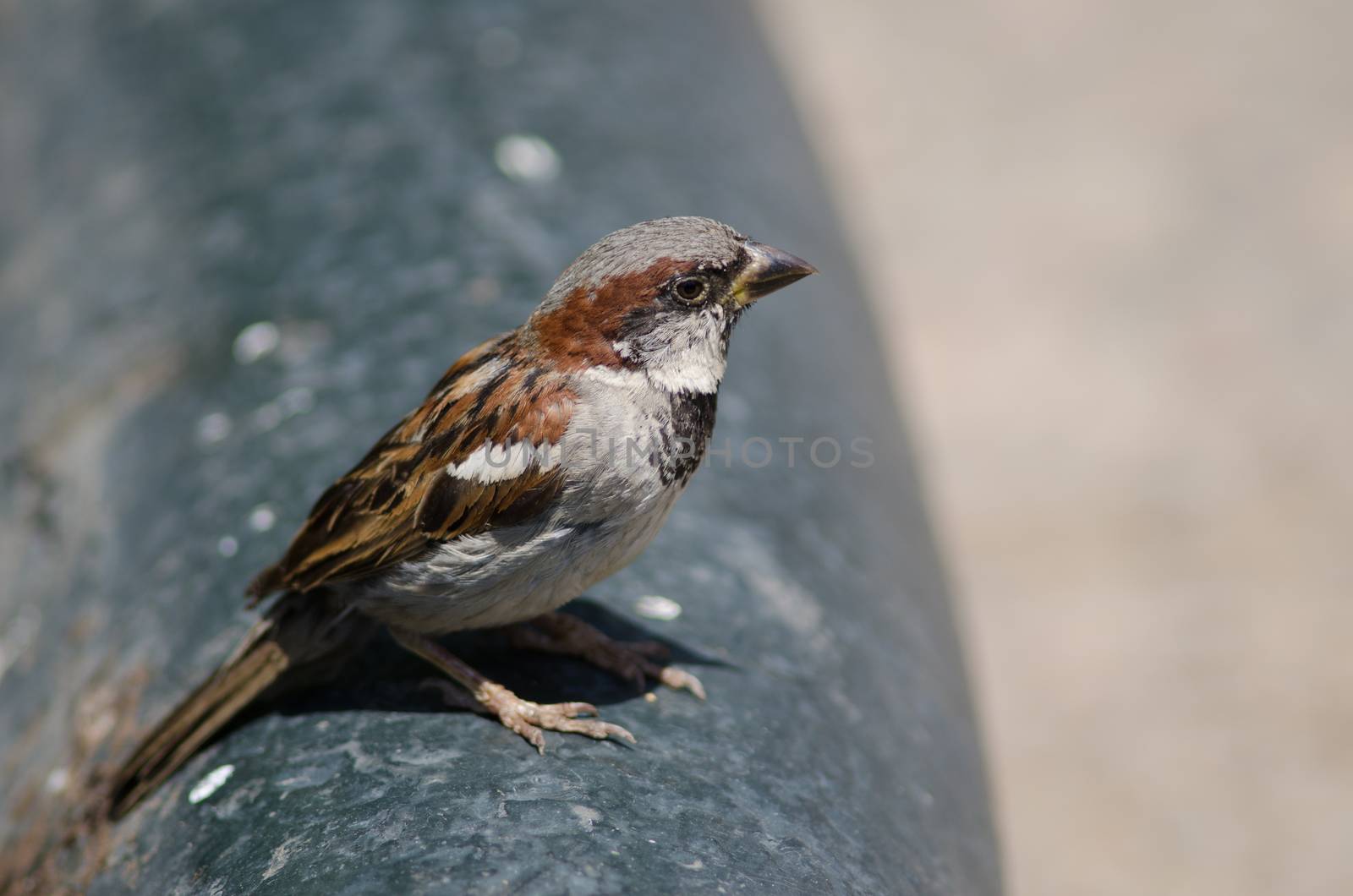 House sparrow in the Arm Square of Santiago de Chile. by VictorSuarez