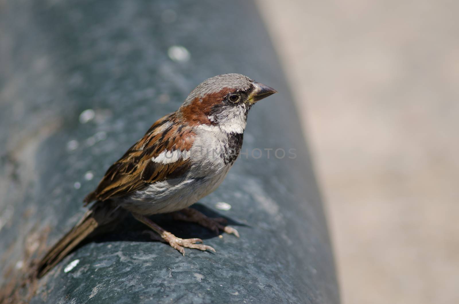 House sparrow Passer domesticus . Male. Arm Square. Santiago de Chile. Chile.