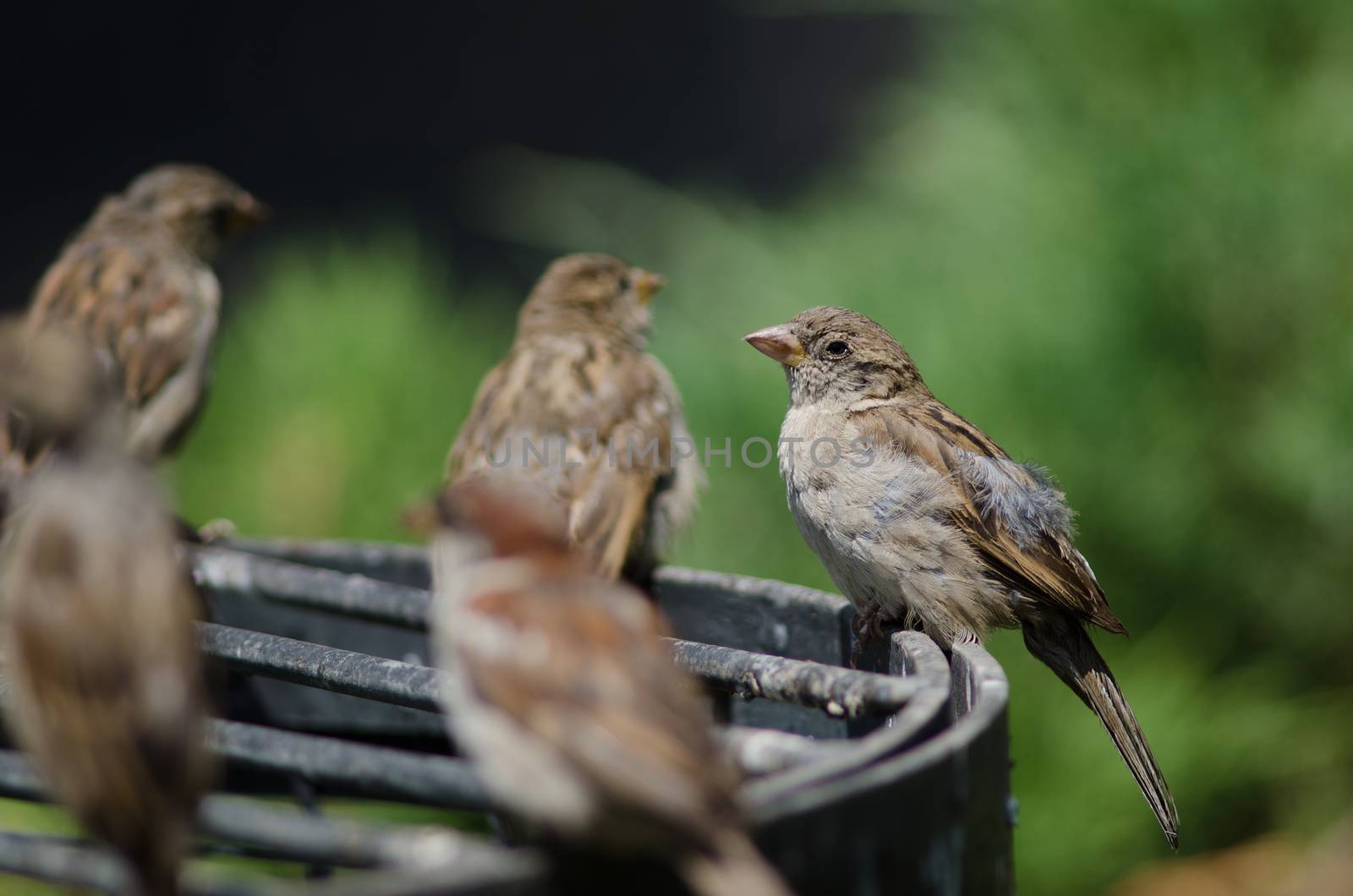 House sparrow in the Arm Square of Santiago de Chile. by VictorSuarez