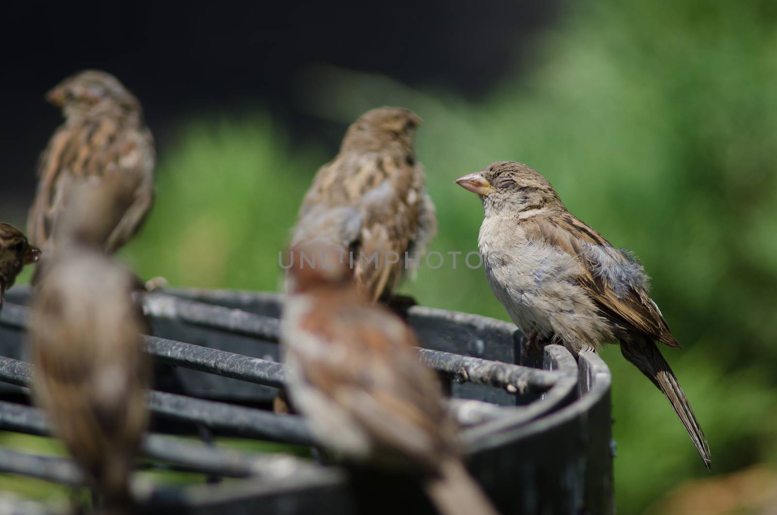 House sparrows Passer domesticus resting. Arm Square. Santiago de Chile. Chile.