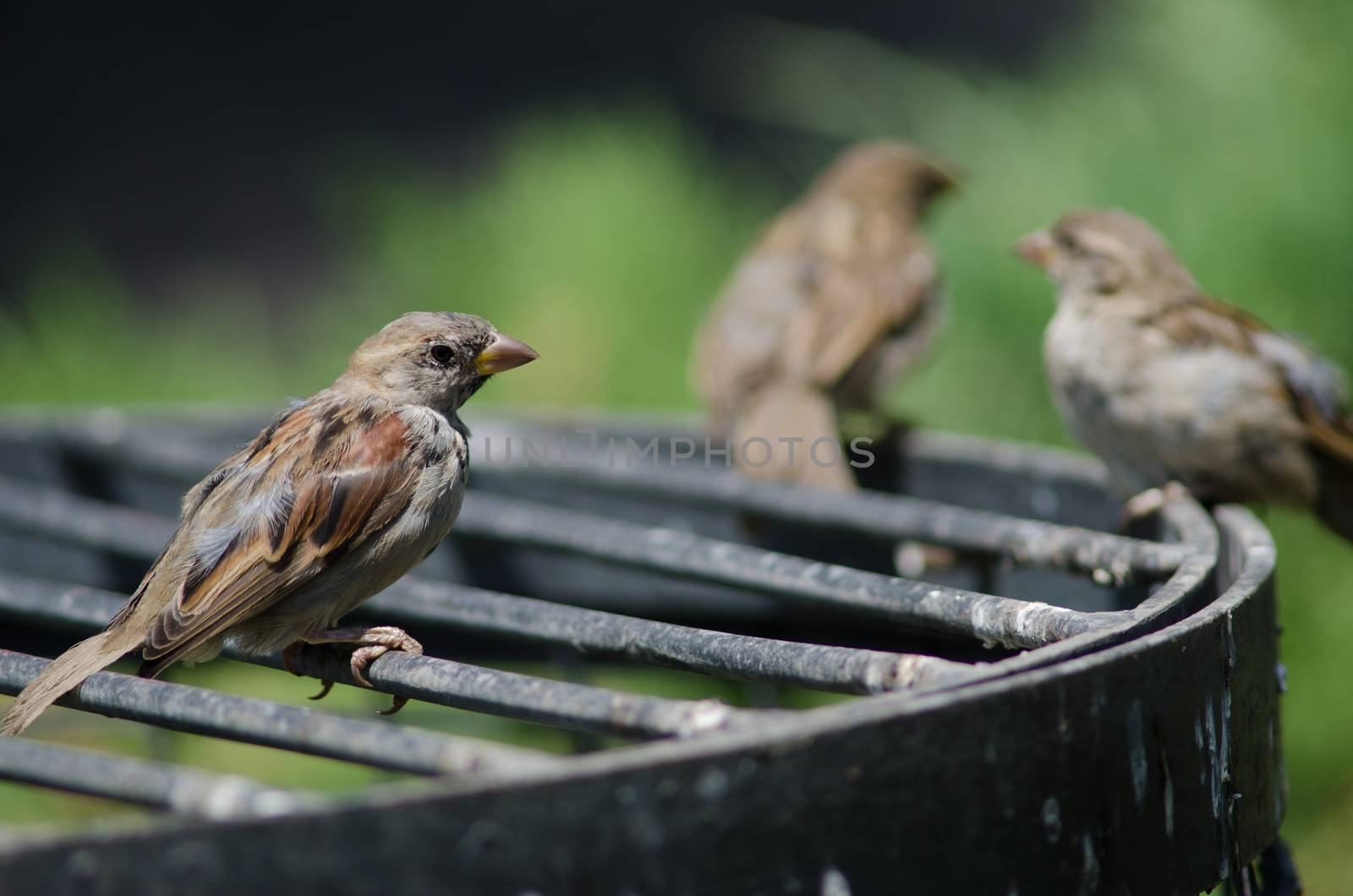 House sparrow Passer domesticus . Juvenile. Arm Square. Santiago de Chile. Chile.