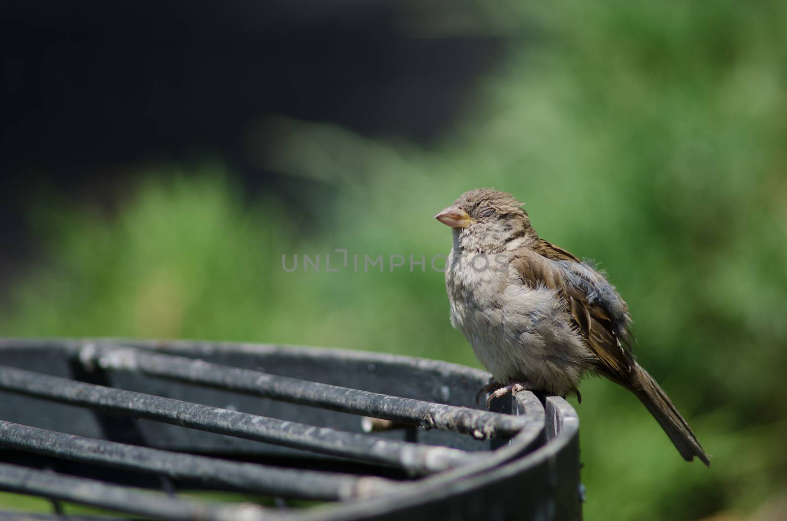 House sparrow Passer domesticus . Female resting. Arm Square. Santiago de Chile. Chile.