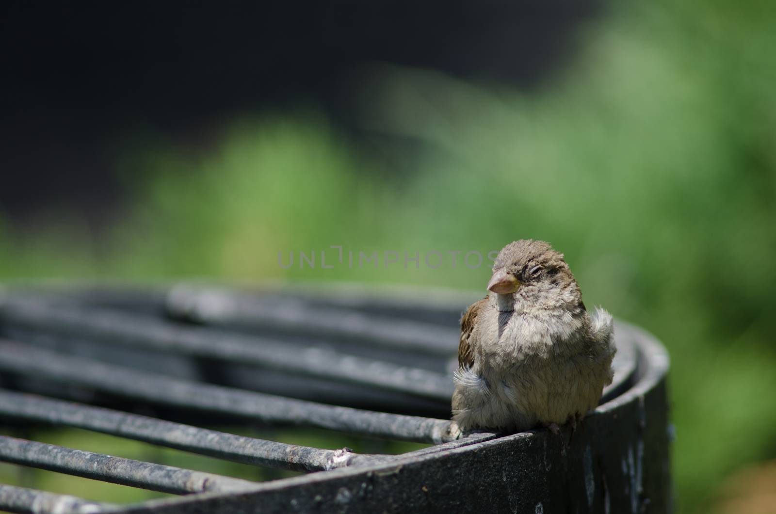 House sparrow Passer domesticus . Female resting. Arm Square. Santiago de Chile. Chile.