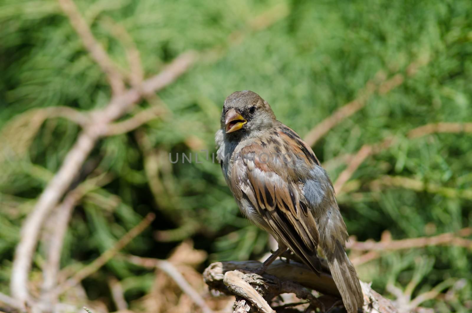 House sparrow Passer domesticus . Female calling. Arm Square. Santiago de Chile. Chile.