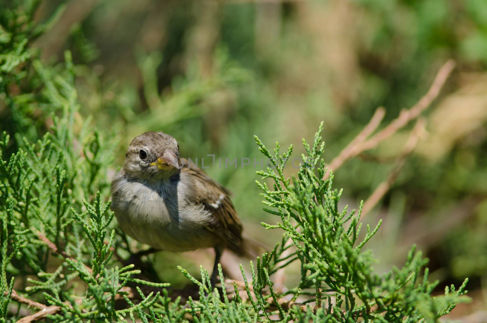 House sparrow Passer domesticus . Female. Arm Square. Santiago de Chile. Chile.