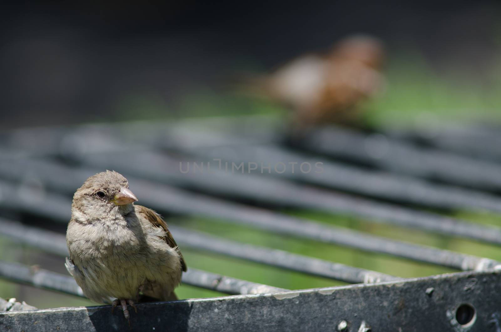 House sparrow in the Arm Square of Santiago de Chile. by VictorSuarez