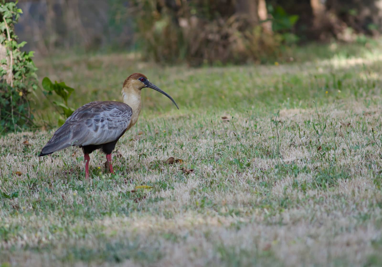 Black-faced ibis Theristicus melanopis in a meadow. by VictorSuarez