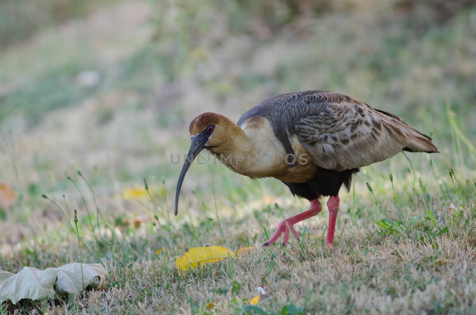 Black-faced ibis Theristicus melanopis in a meadow. by VictorSuarez