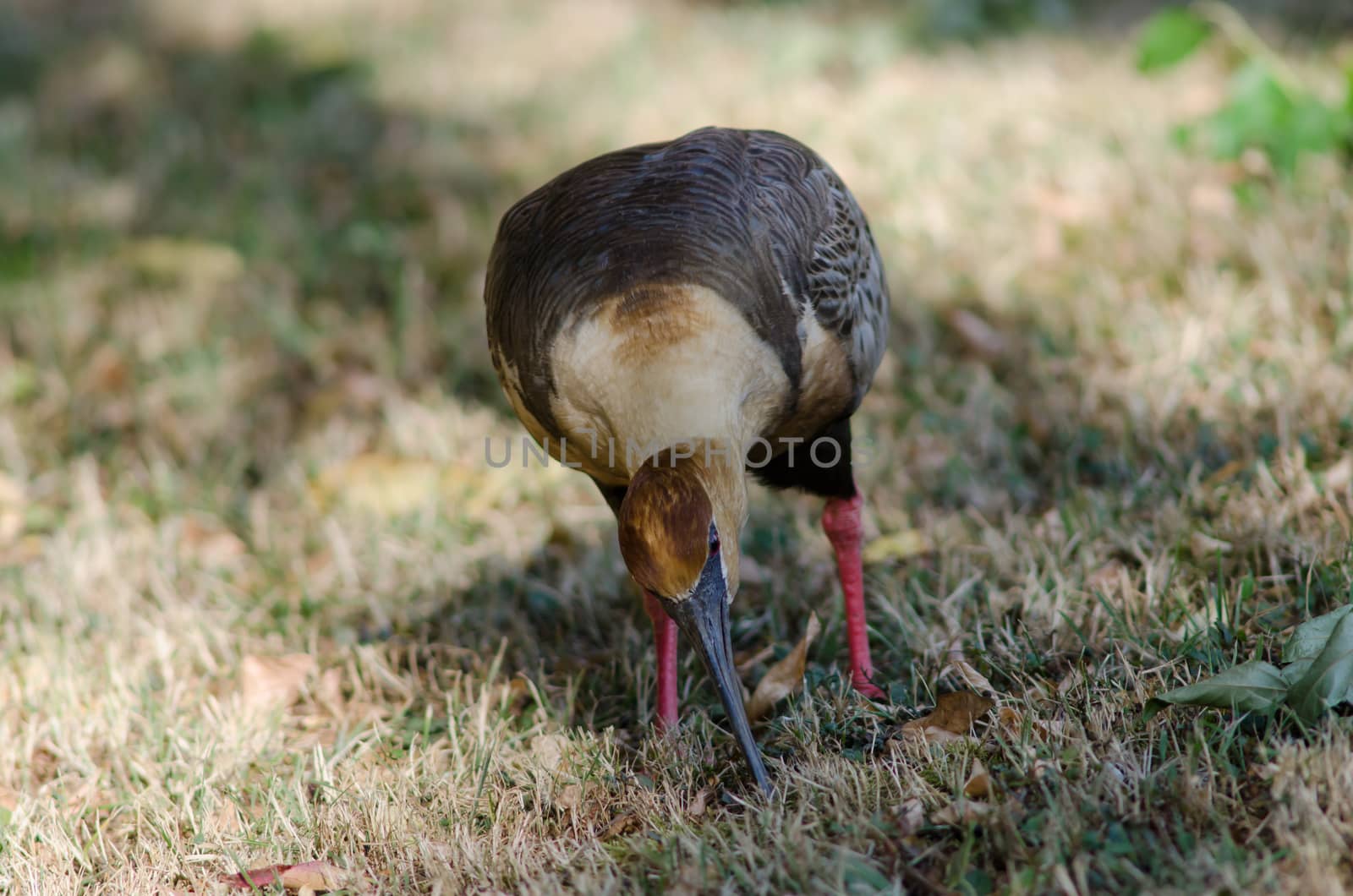 Black-faced ibis Theristicus melanopis in a meadow. by VictorSuarez