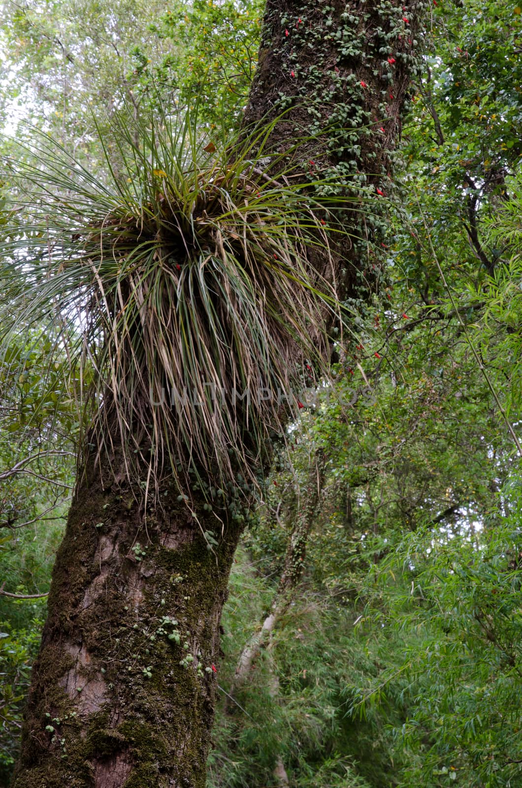 Chupalla Fascicularia bicolor on a tree. Cerro Nielol Natural Monument. Temuco. Araucania Region. Chile.