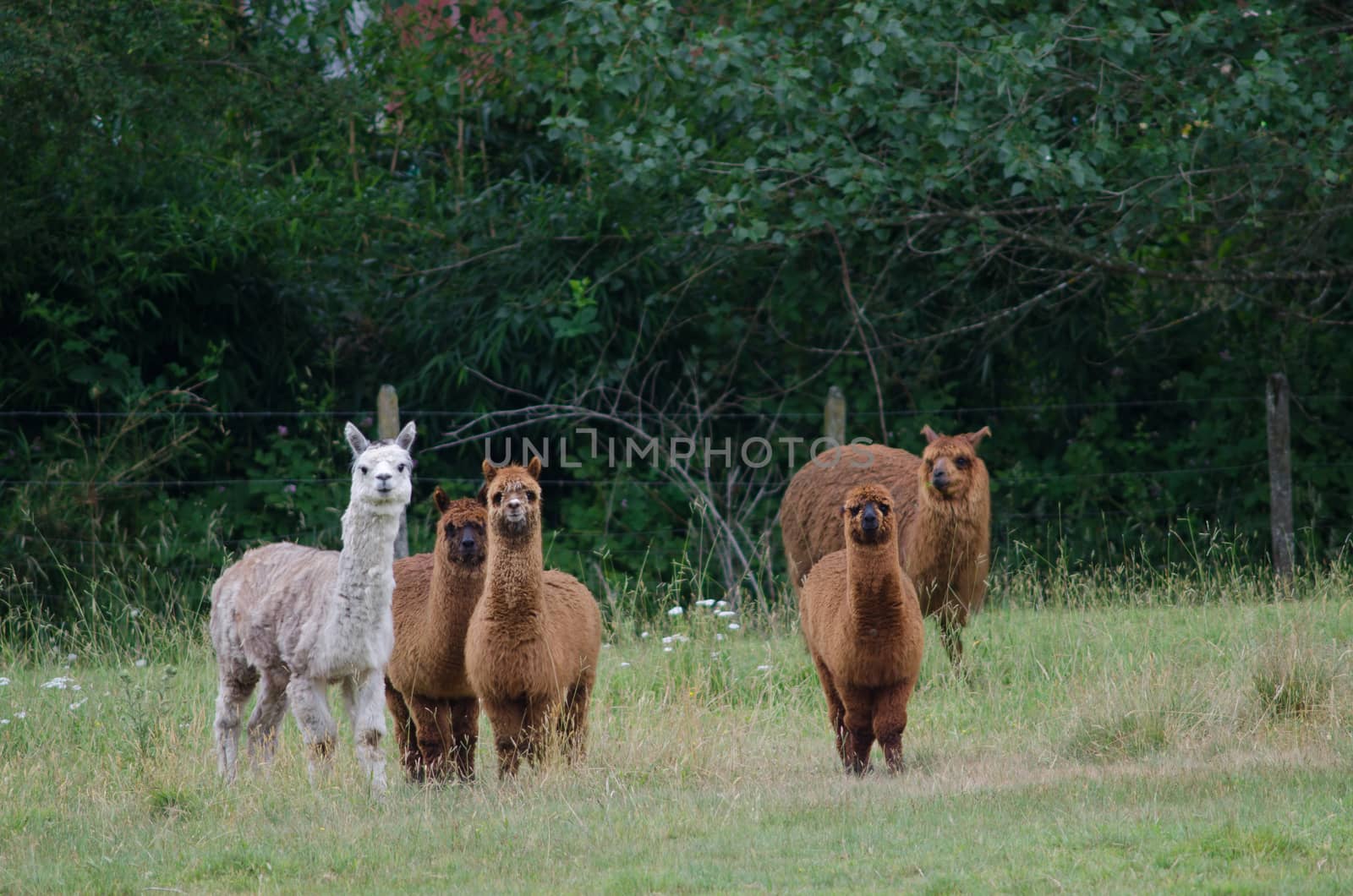 Herd of alpacas Vicugna pacos in a meadow. by VictorSuarez