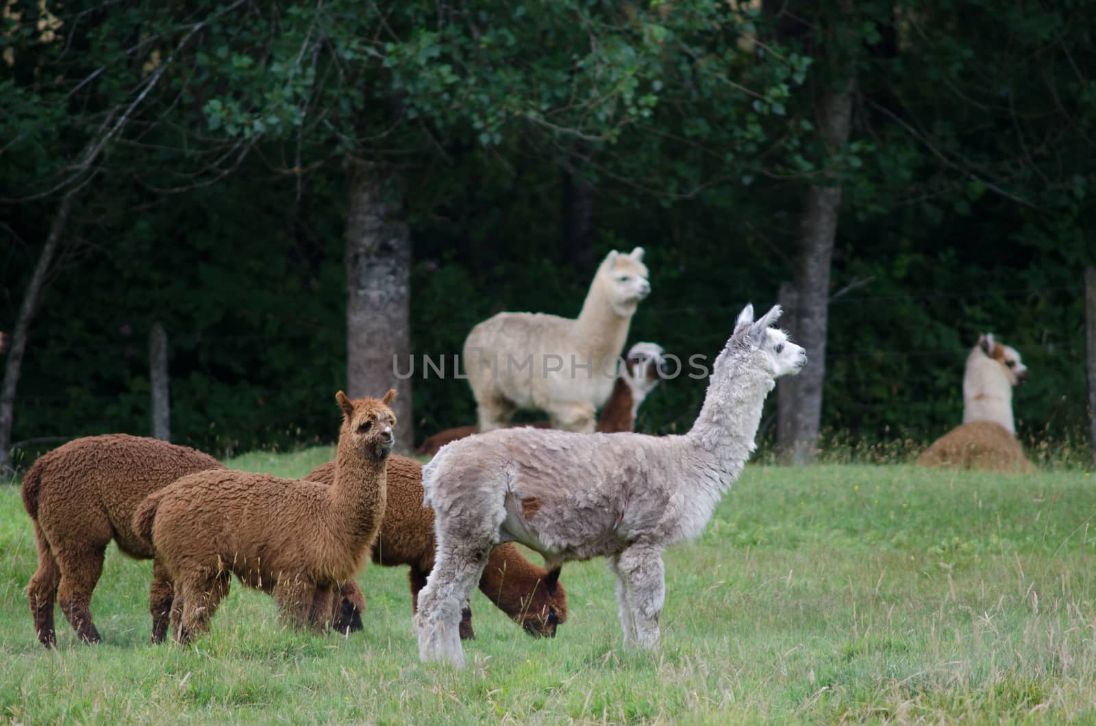 Herd of alpacas Vicugna pacos in a meadow. by VictorSuarez