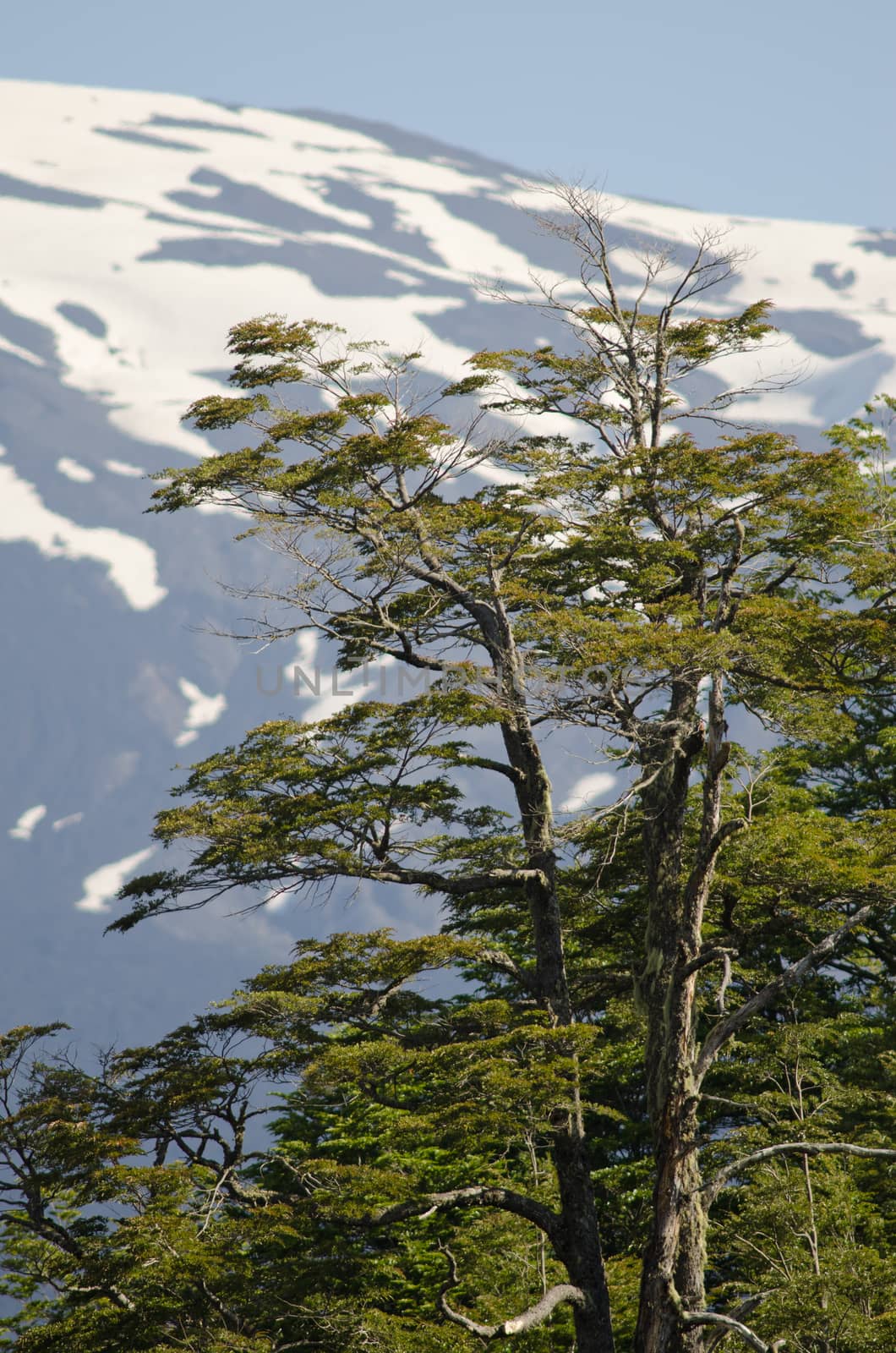 Dombey's beech Nothofagus dombeyi and Llaima volcano slope in the background. by VictorSuarez