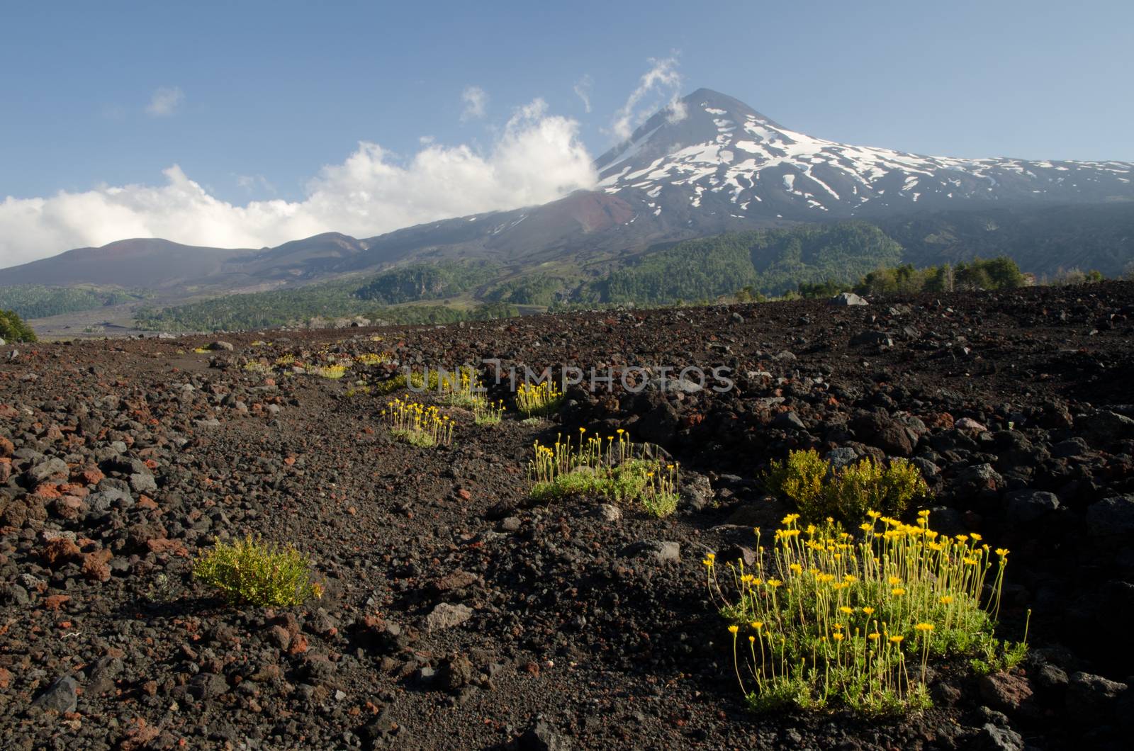 Llaima volcano in the Conguillio National Park. by VictorSuarez