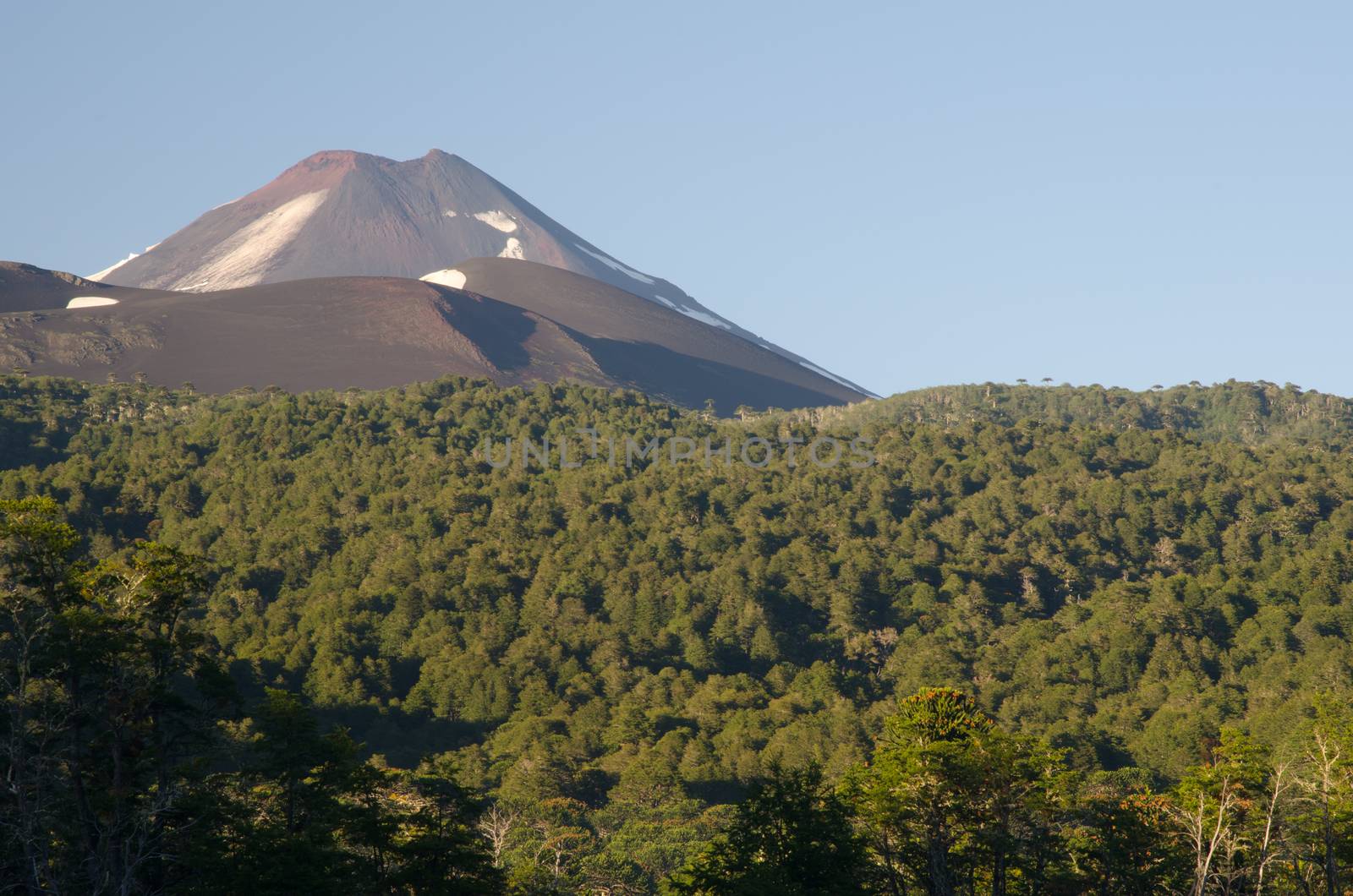 Llaima volcano and forest. Conguillio National Park. Araucania Region. Chile.