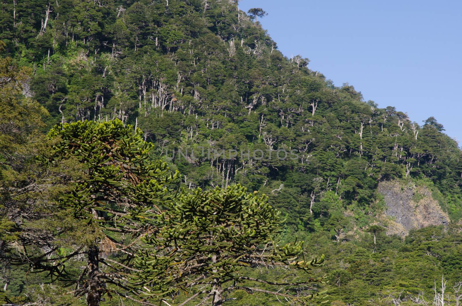 Mixed forest of monkey puzzle tree Araucaria araucana and Dombey's beech Nothofagus dombeyi. Conguillio National Park. Araucania Region. Chile.