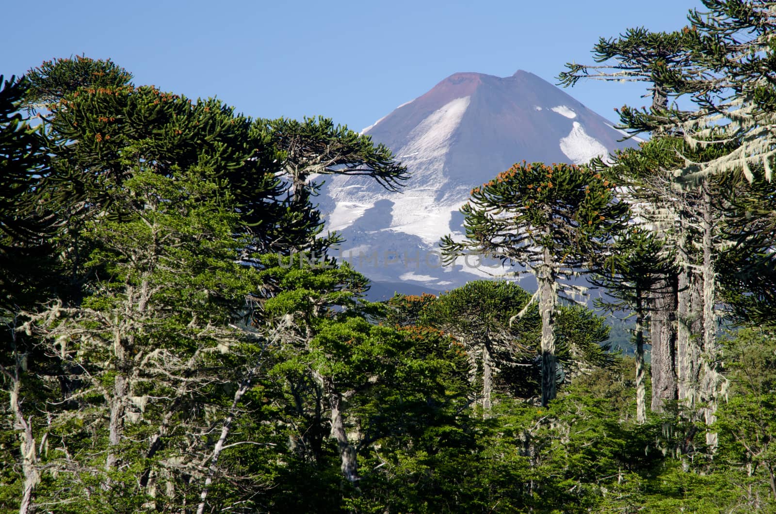 Llaima volcano and mixed forest of monkey puzzle tree and Dombey's beech. by VictorSuarez