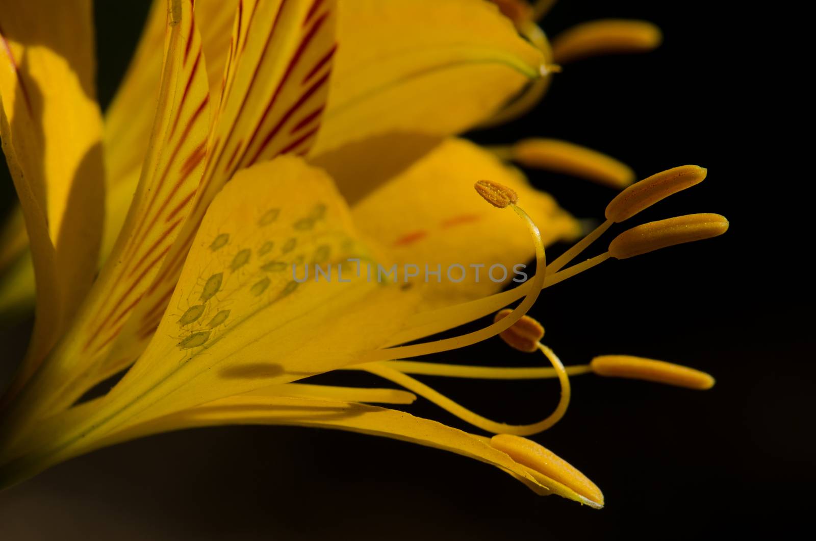 Flower of Peruvian lily Alstroemeria aurea and aphids. by VictorSuarez