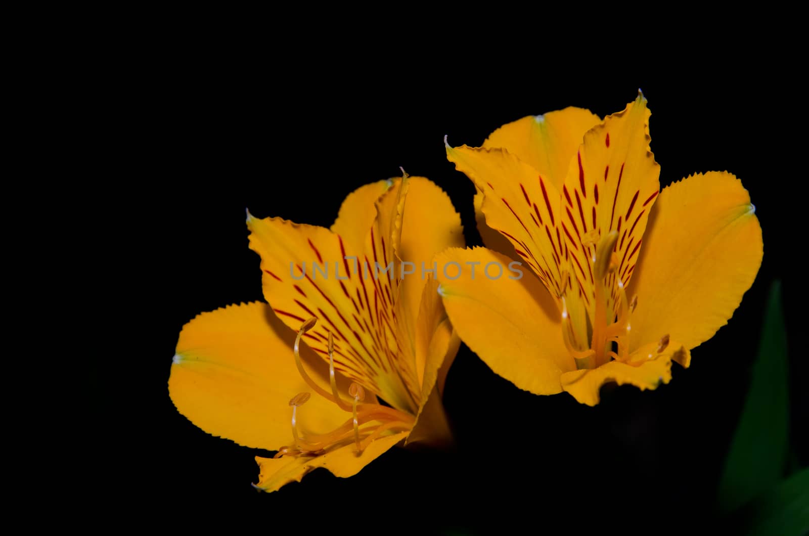 Flowers of Peruvian lily Alstroemeria aurea . Conguillio National Park. Araucania Region. Chile.