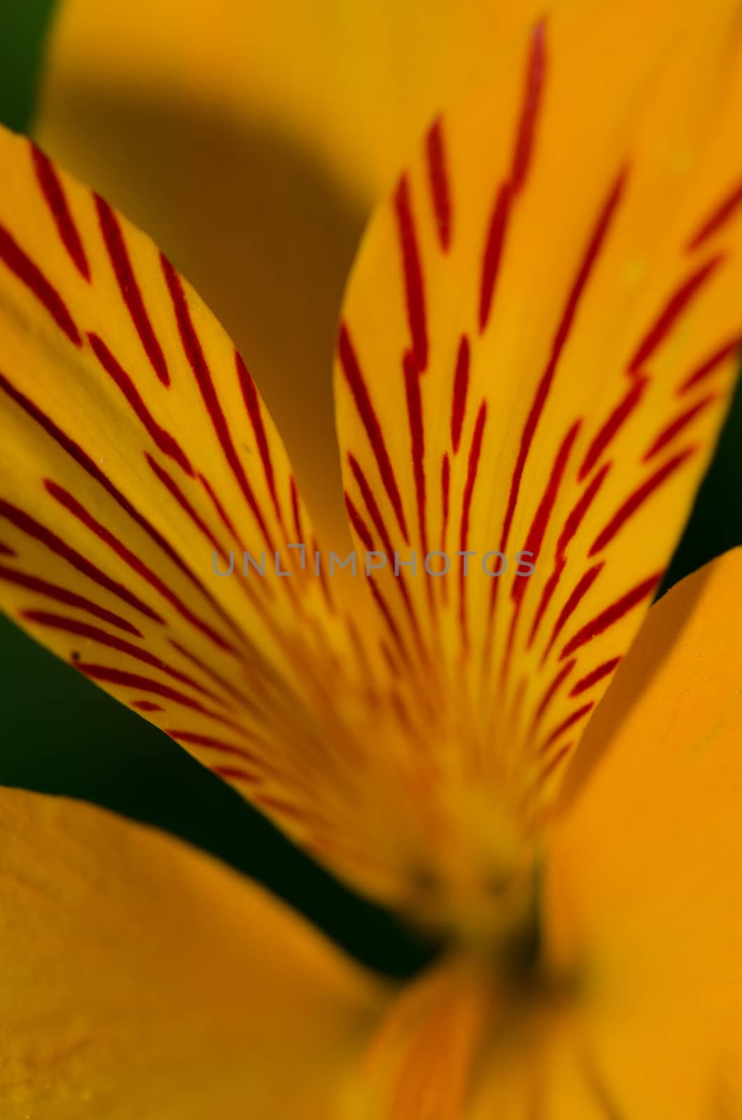 Detail of a flower of Peruvian lily Alstroemeria aurea. Conguillio National Park. Araucania Region. Chile.