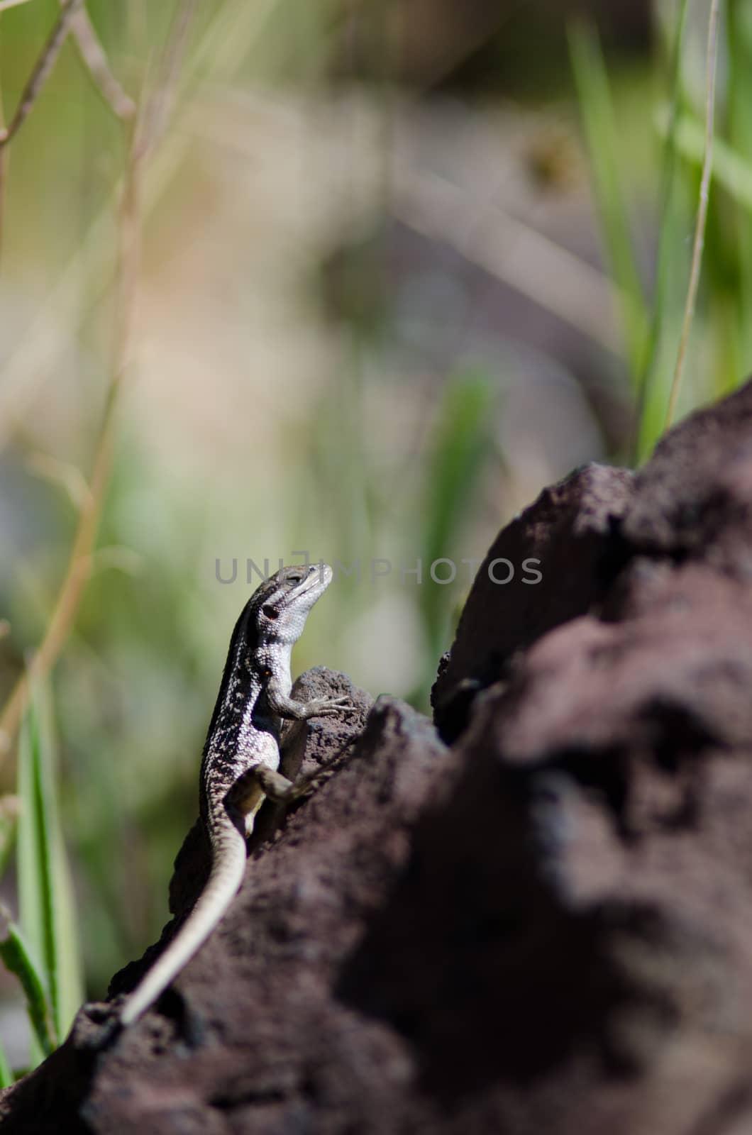 Female of jewel lizard Liolaemus tenuis. Conguillio National Park. Araucania Region. Chile.