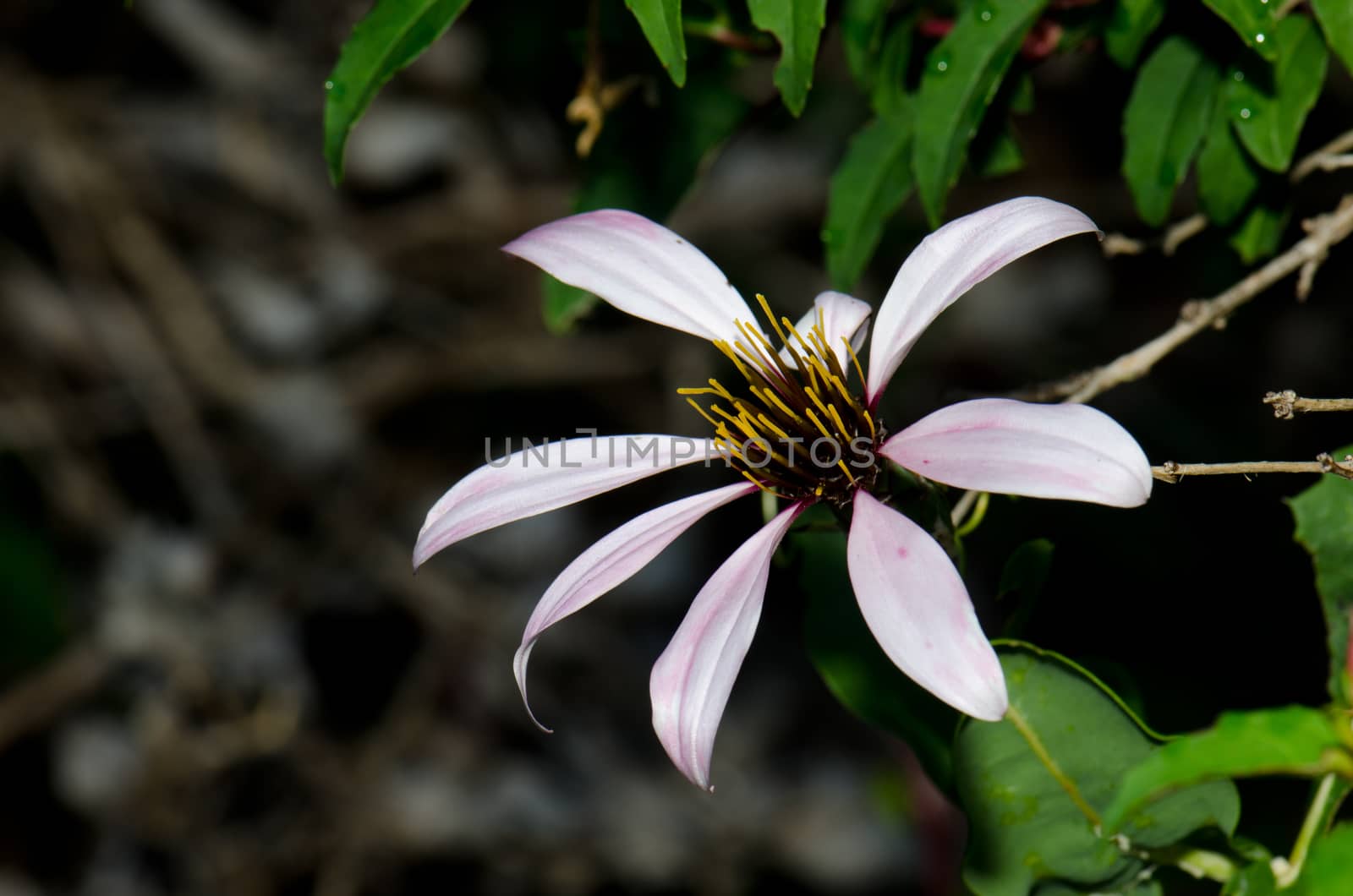 Flower of Chilean climbing gazania Mutisia ilicifolia. Conguillio National Park. Araucania Region. Chile.