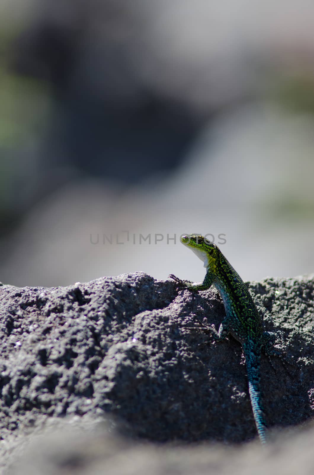 Male of jewel lizard on a rock. by VictorSuarez