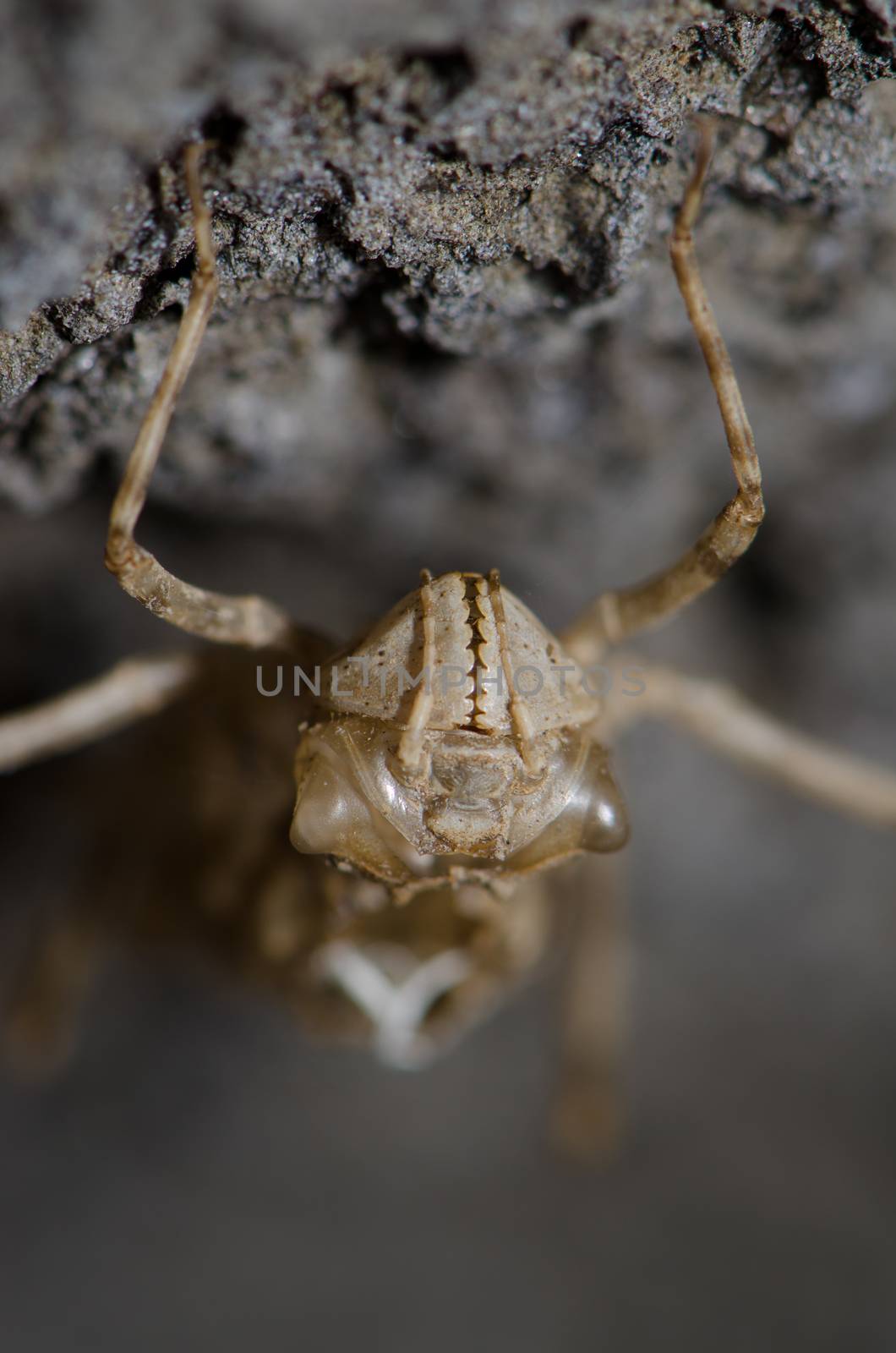 Dragonfly larva exuvia. Conguillio National Park. Araucania Region. Chile.