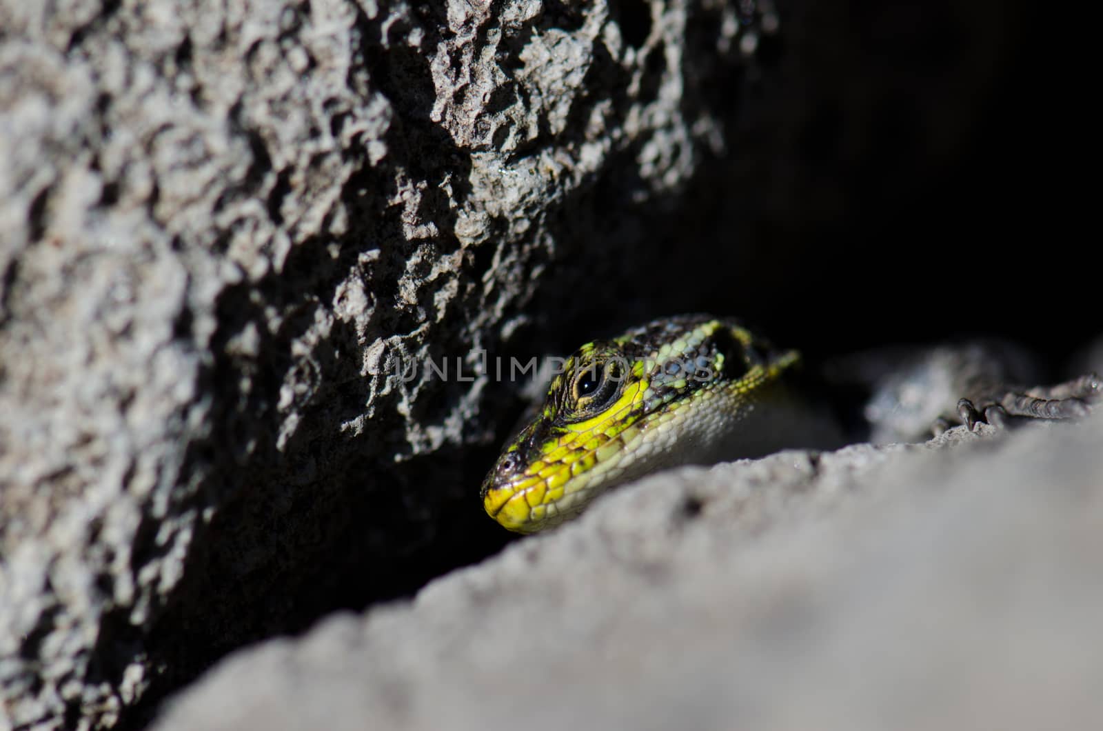 Male of jewel lizard to the entrance of its den under a rock. by VictorSuarez