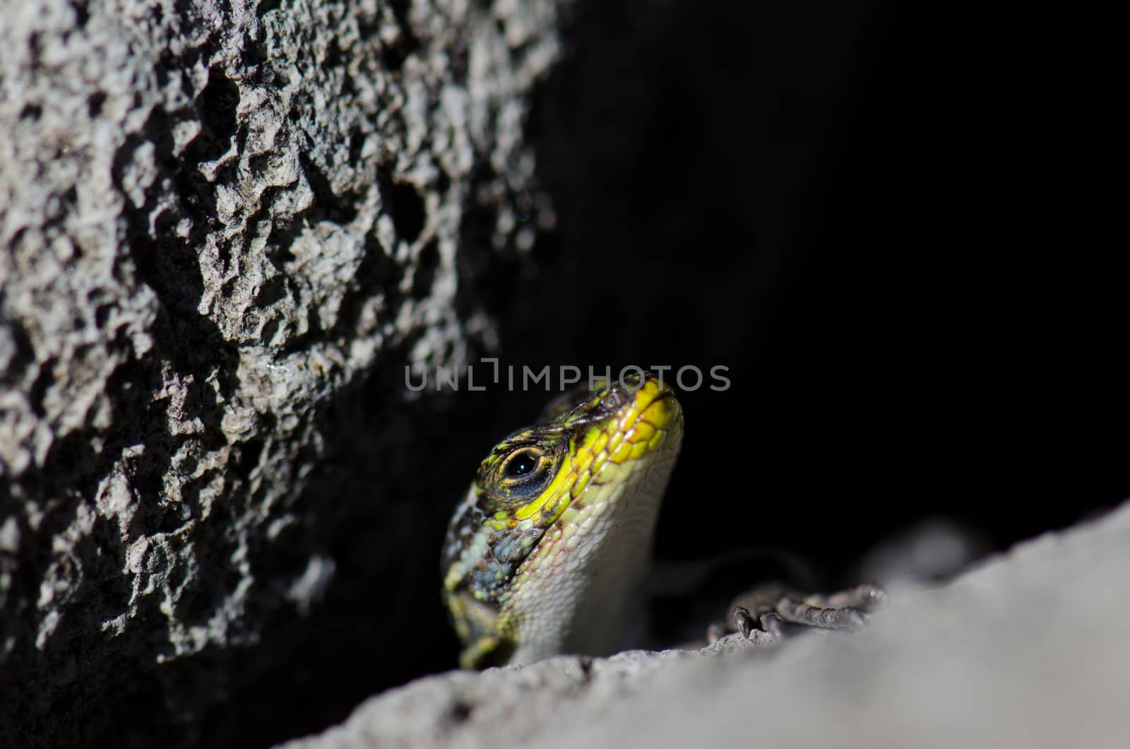 Male of jewel lizard to the entrance of its den under a rock. by VictorSuarez