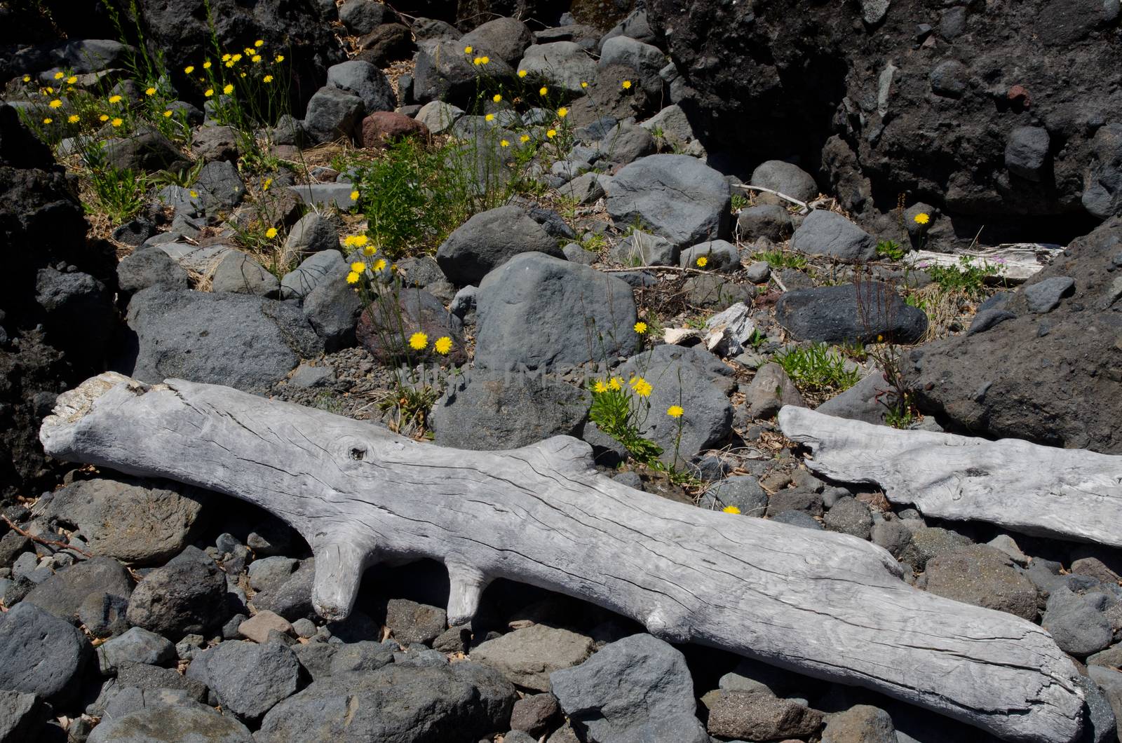 Trunks of dead trees and flowers of catsear Hypochaeris radicata. Conguillio National Park. Araucania Region. Chile.