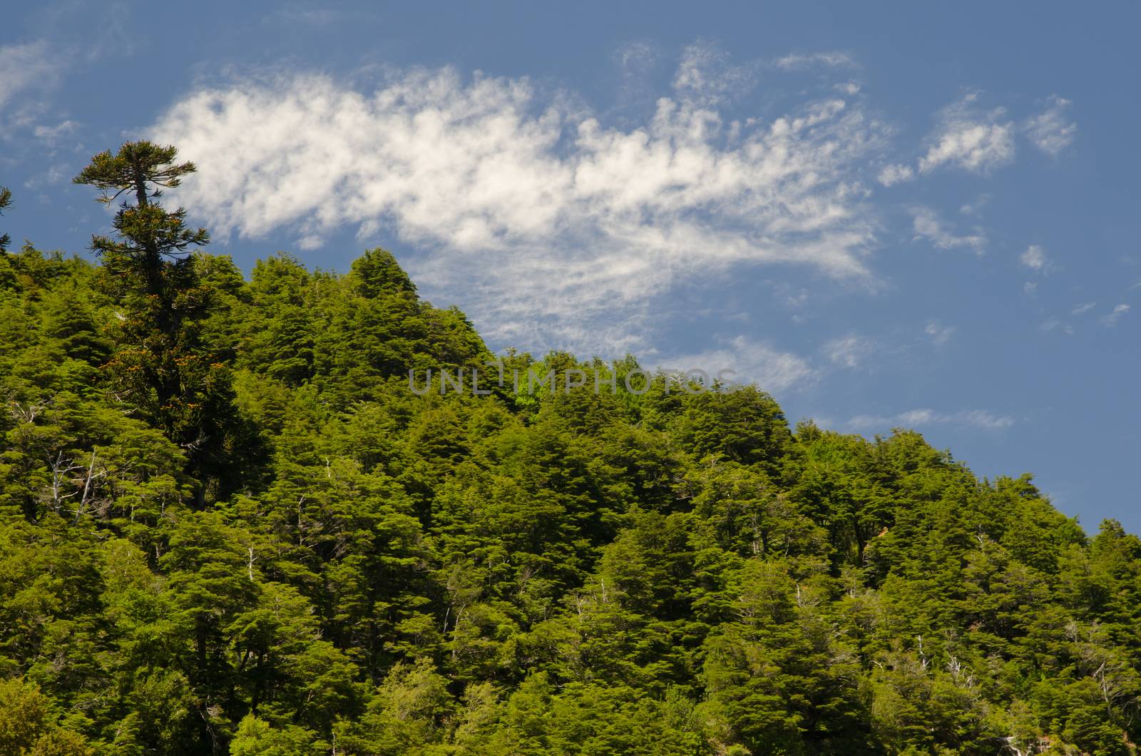 Forest and clouds in the Conguillio National Park. by VictorSuarez