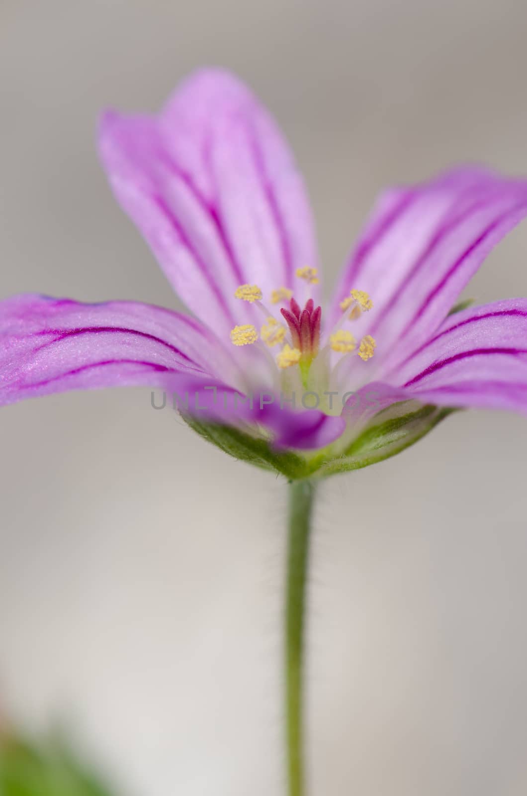 Flower of little-robin Geranium purpureum in the Conguillio National Park. by VictorSuarez