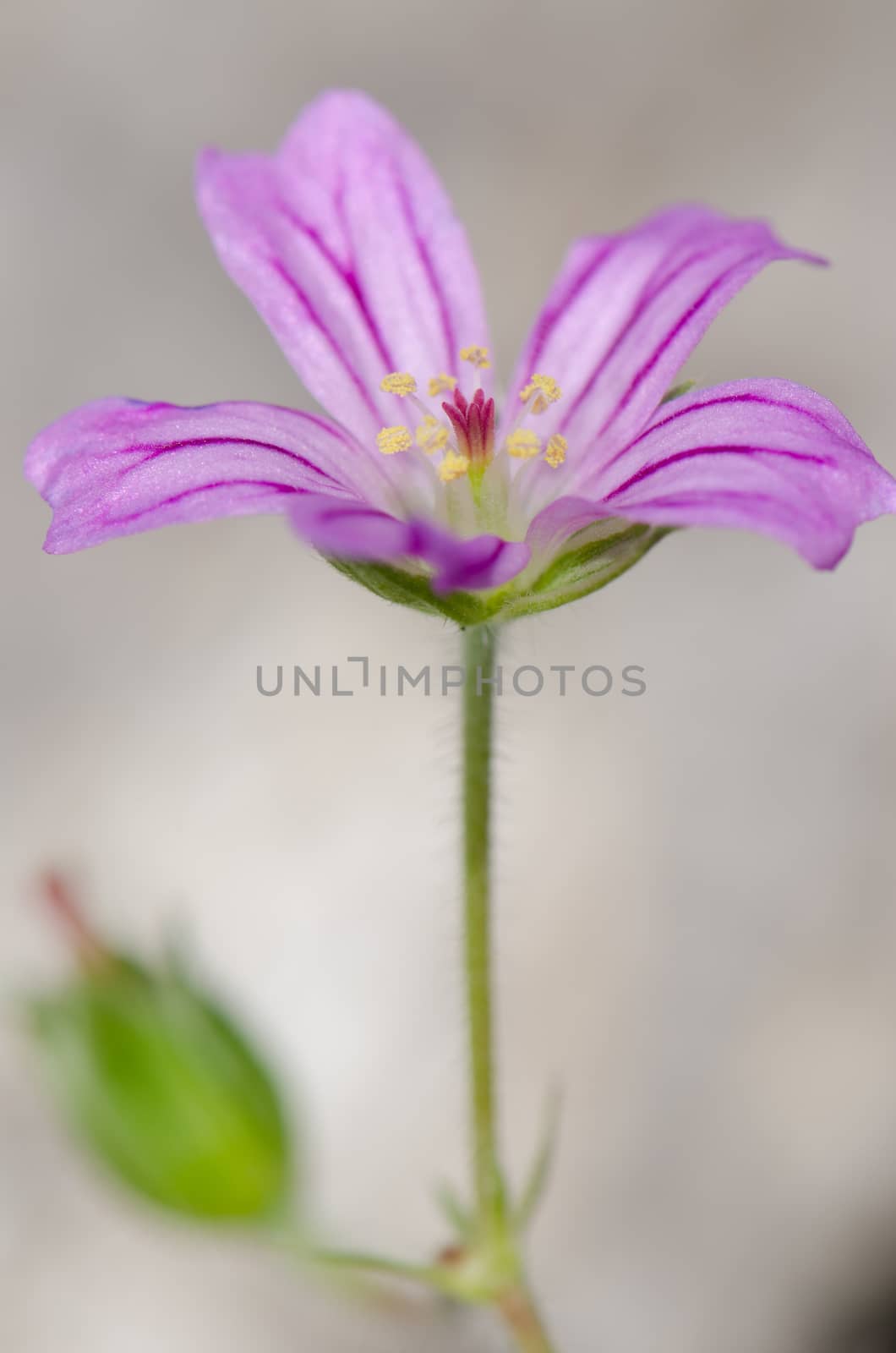 Flower of little-robin Geranium purpureum in the Conguillio National Park. by VictorSuarez