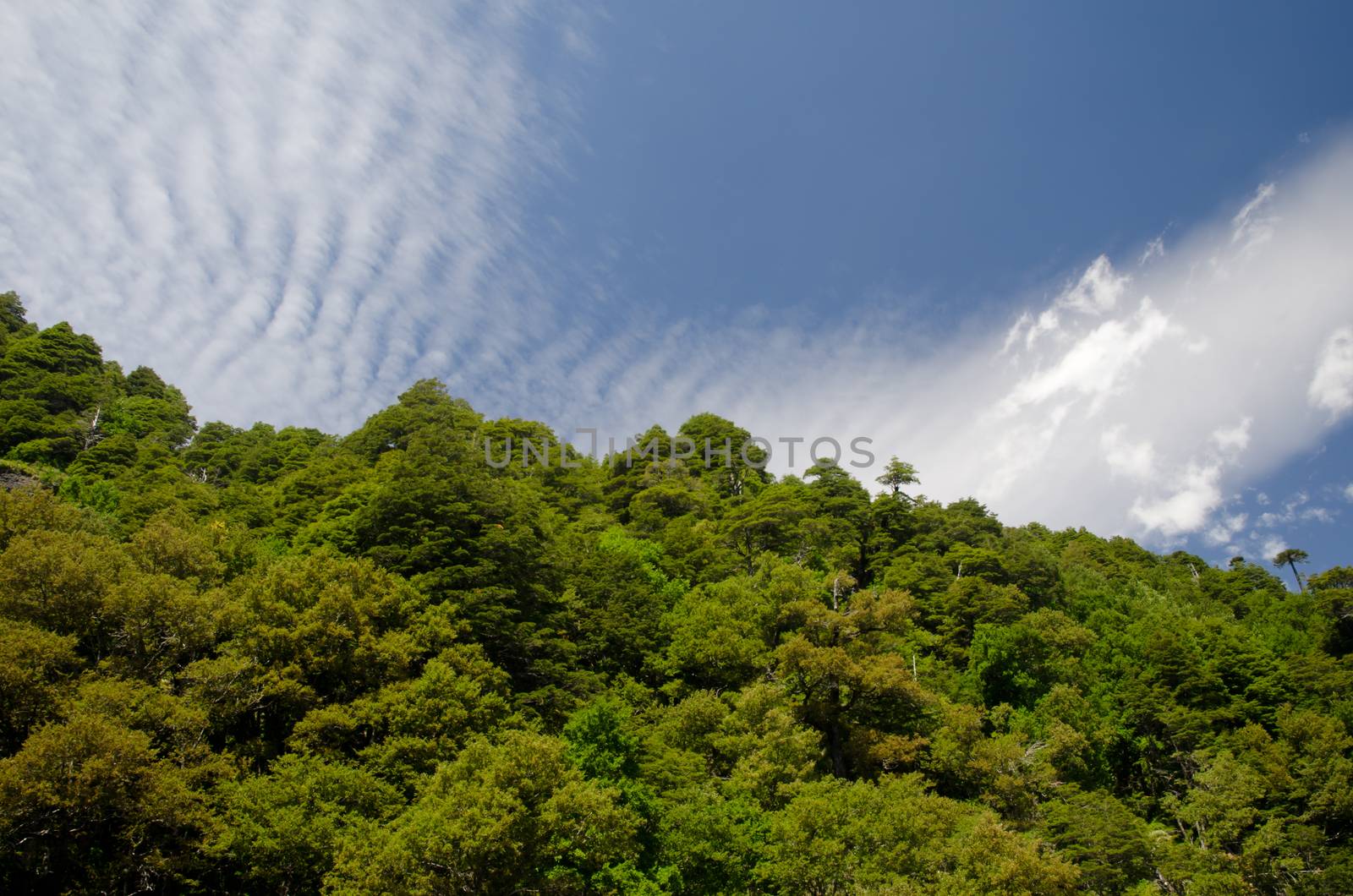 Forest and clouds. Conguillio National Park. Araucania Region. Chile.