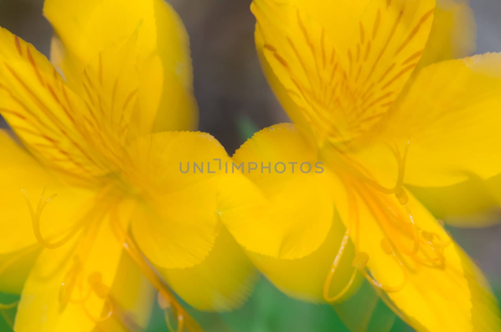 Flowers of Peruvian lily moved by the wind. by VictorSuarez