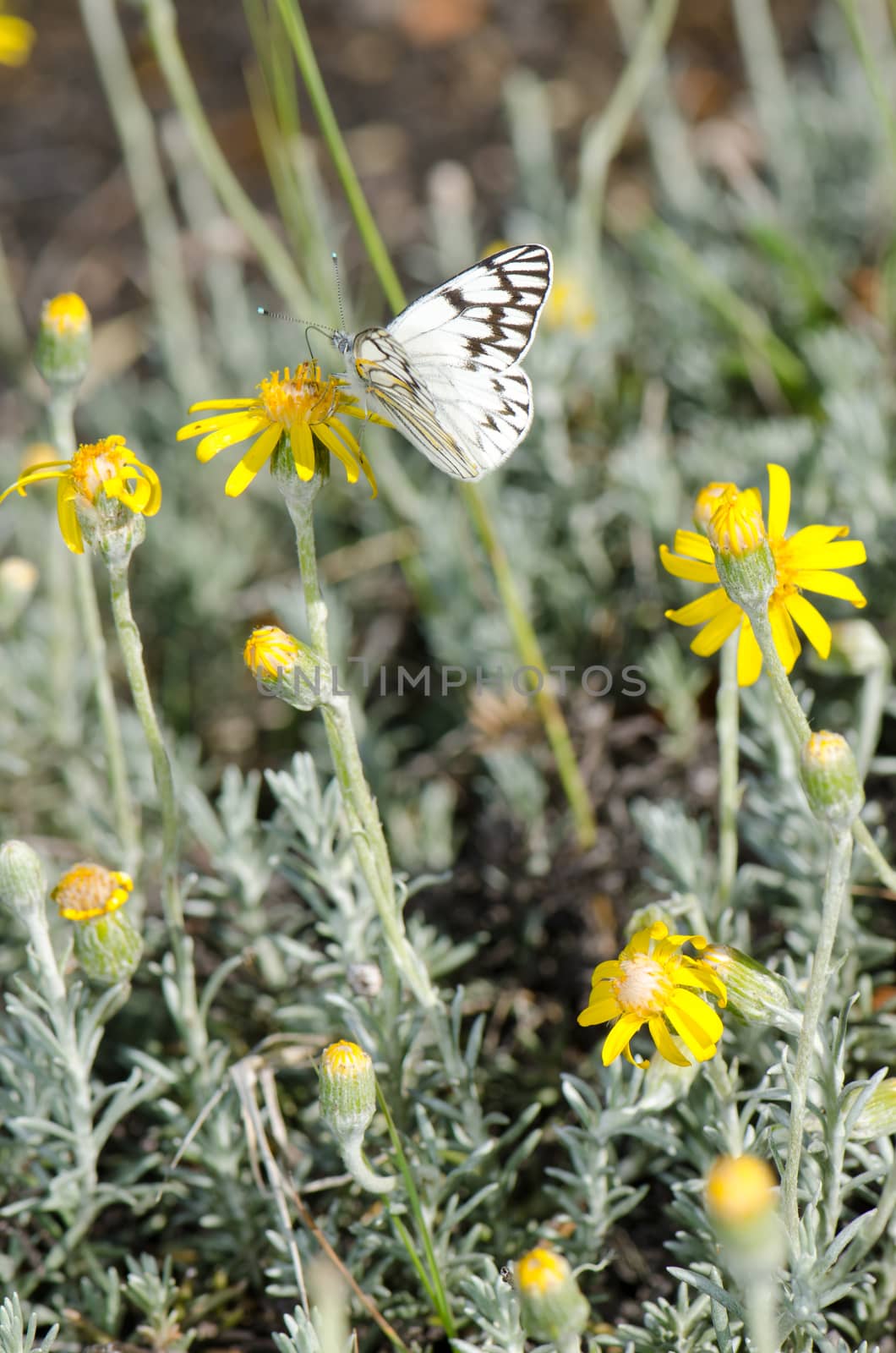 Butterfly Tatochila theodice on a flower of Senecio chilensis. Conguillio National Park. Araucania Region. Chile.