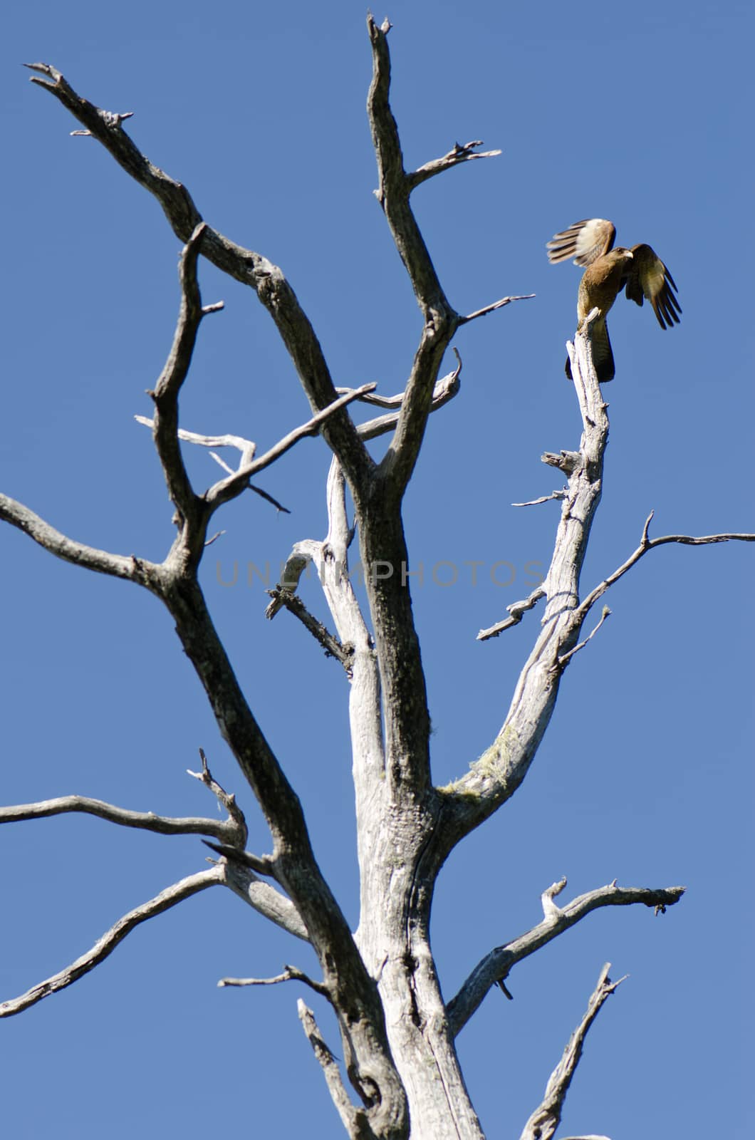 Chimango caracara Milvago chimango on a tree. by VictorSuarez