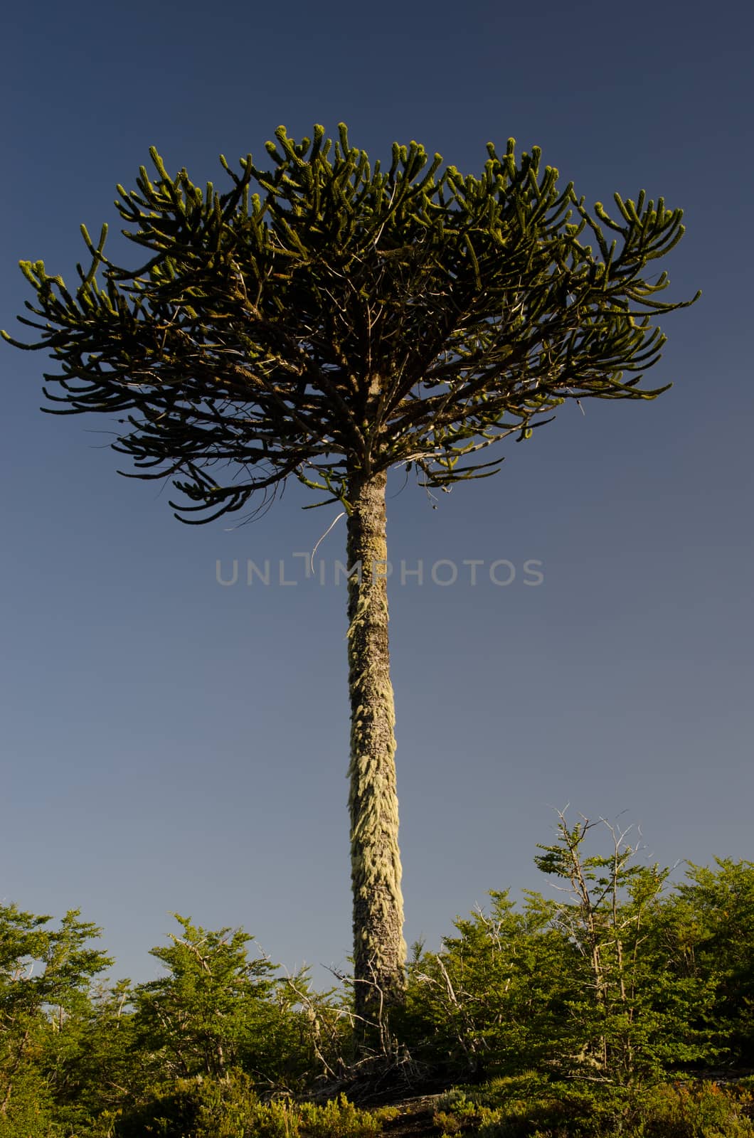 Monkey puzzle tree Araucaria araucana in the Conguillio National Park. by VictorSuarez