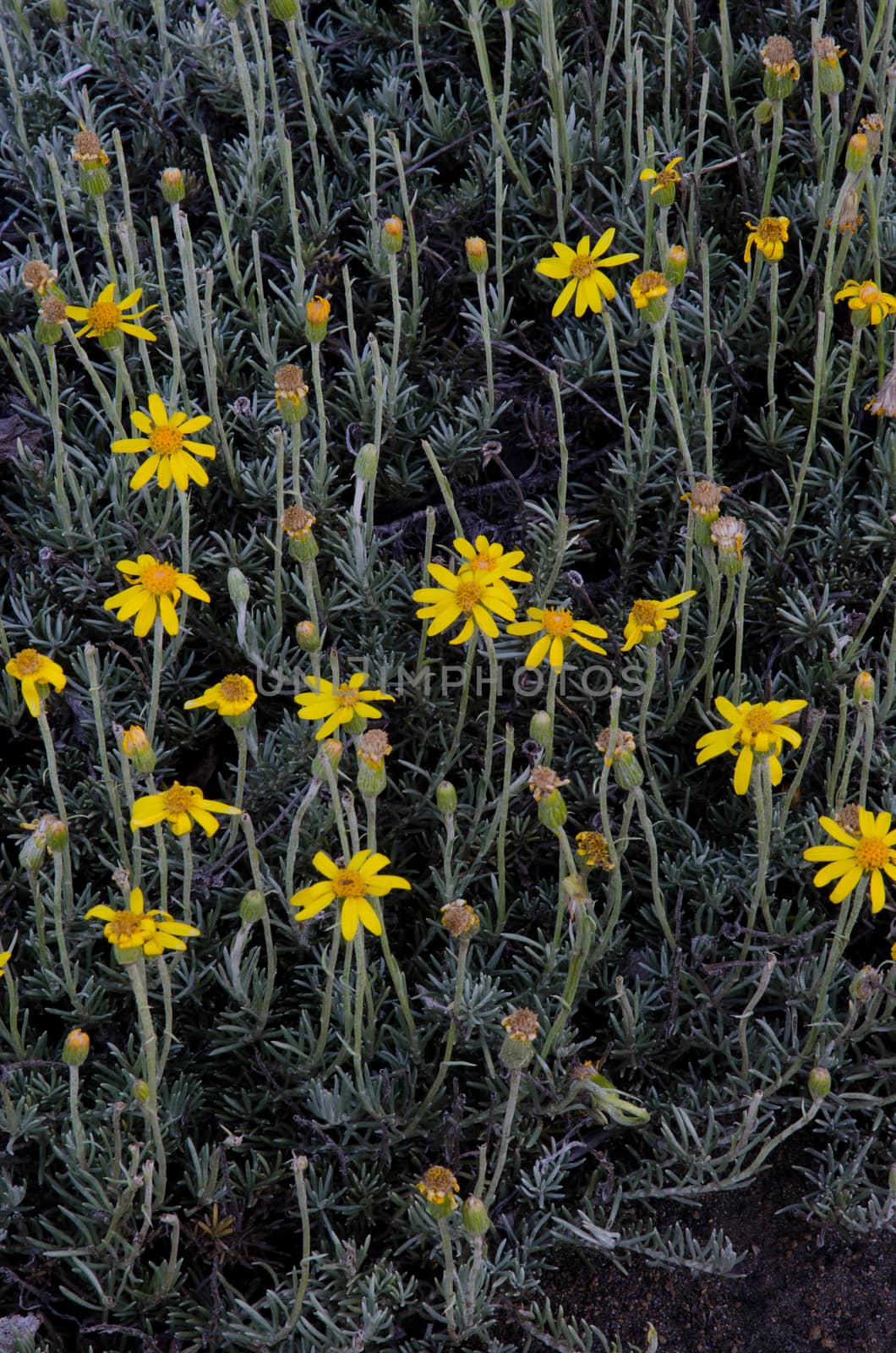 Plant Senecio chilensis in flower in the Conguillio National Park. by VictorSuarez