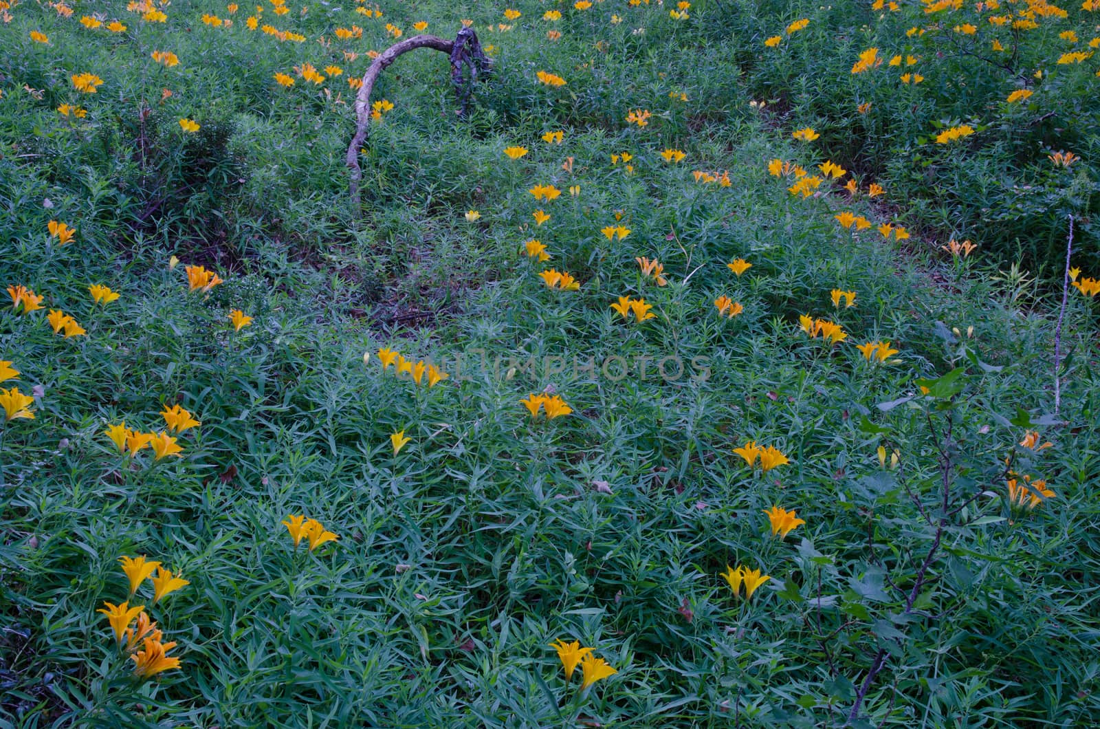 Peruvian lilies Alstroemeria aurea in flower. Conguillio National Park. Araucania Region. Chile.