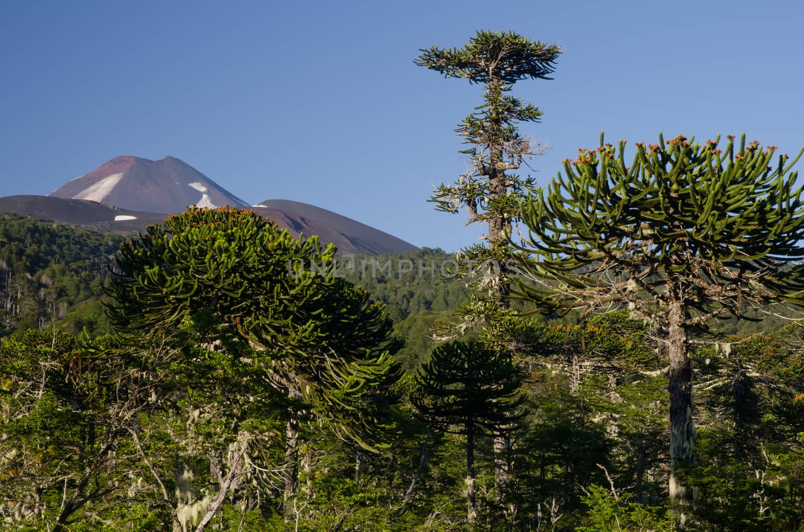 Monkey puzzle trees and Llaima volcano in the background. by VictorSuarez